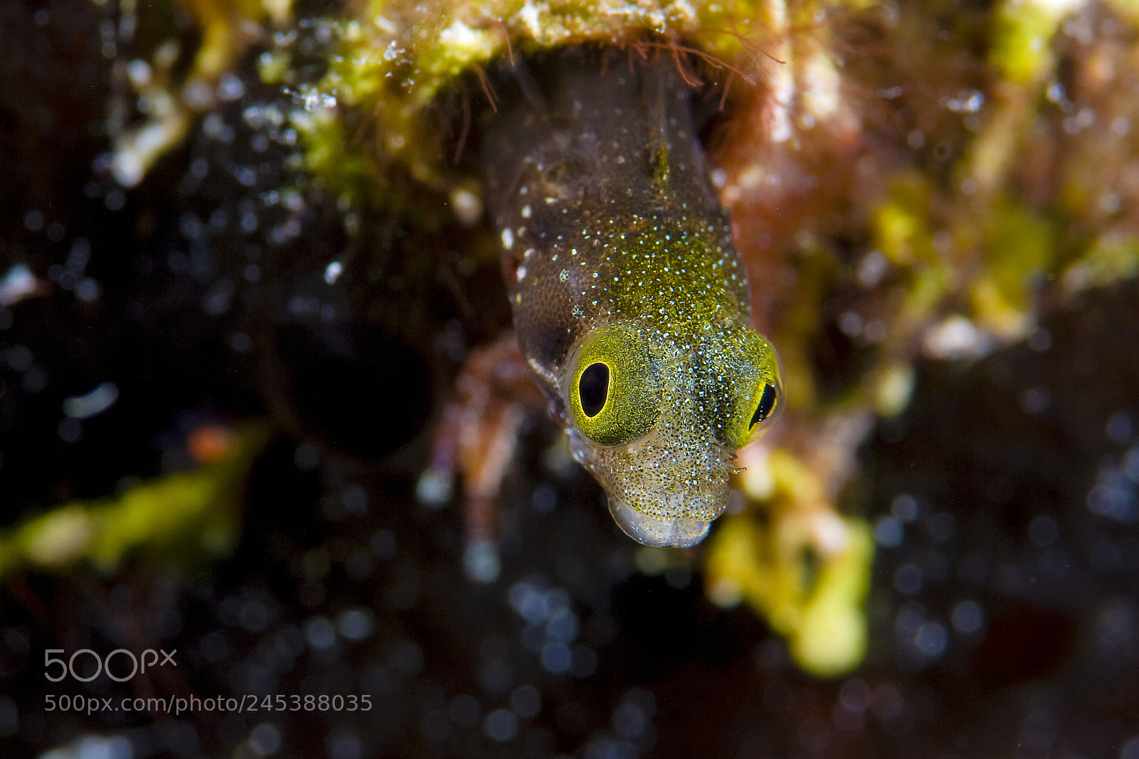 Nikon D200 sample photo. Blenny photography