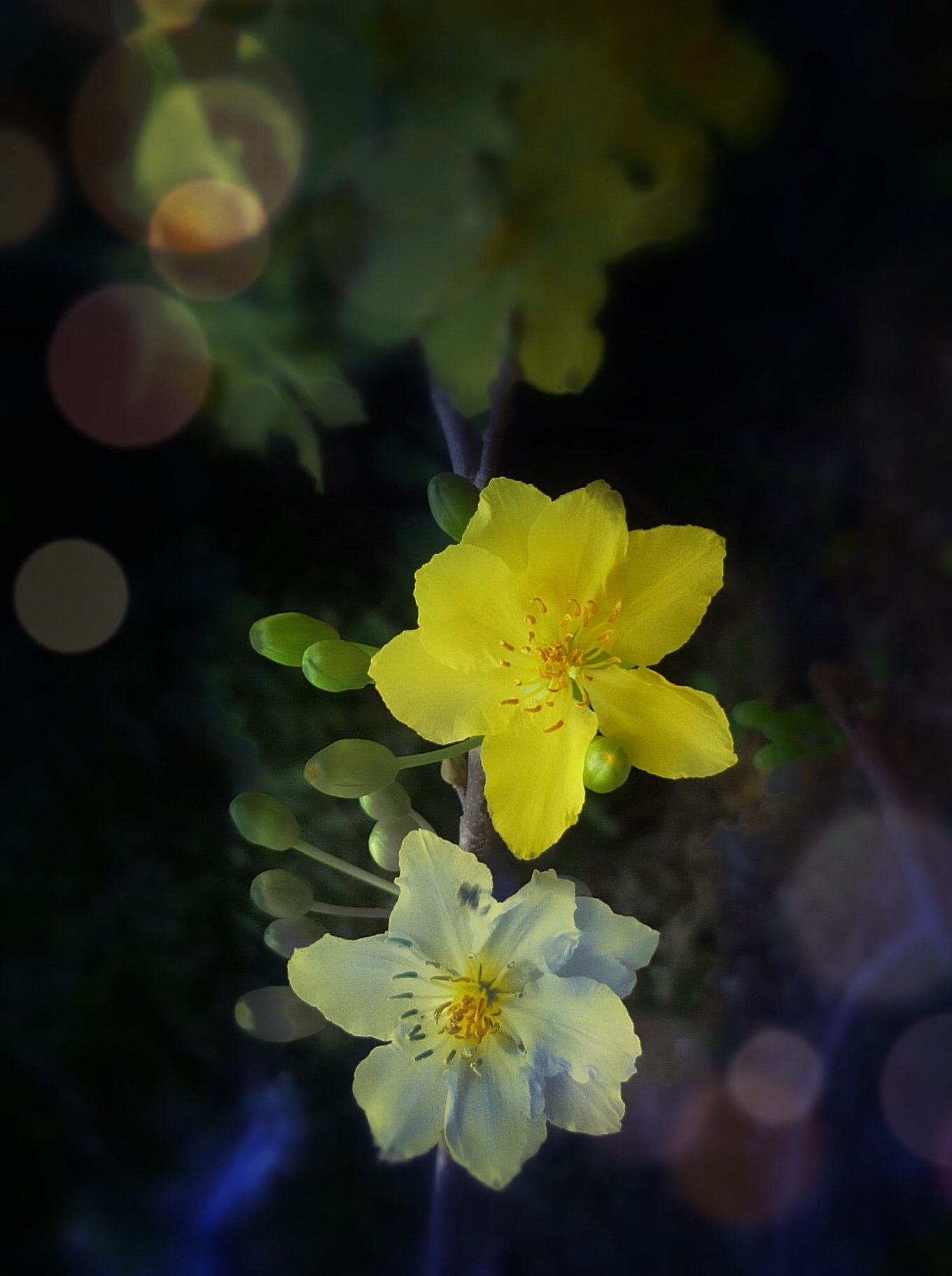 Panasonic DMC-FS4 sample photo. Mai flower photography