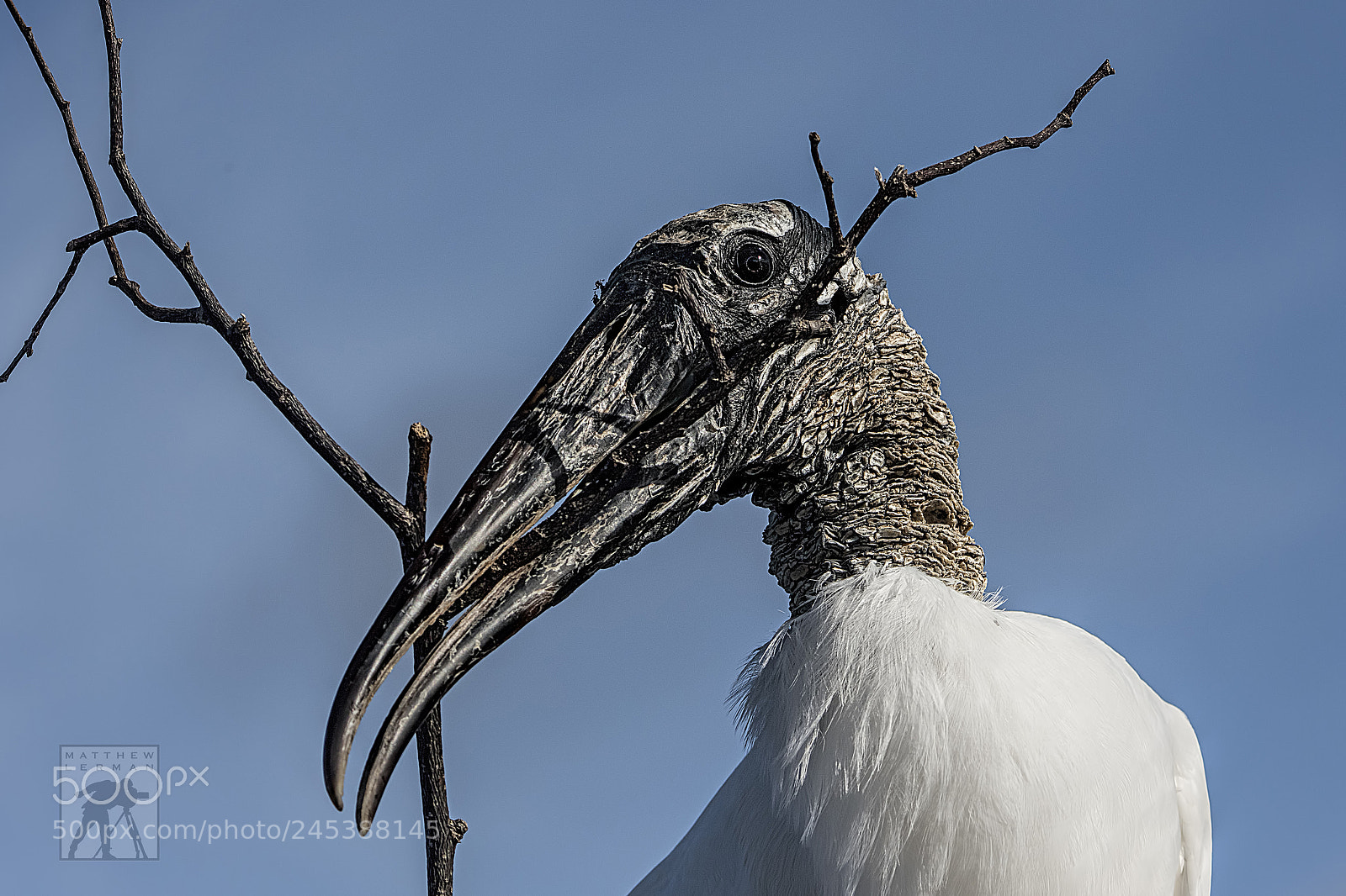 Nikon D810 sample photo. Stick photography