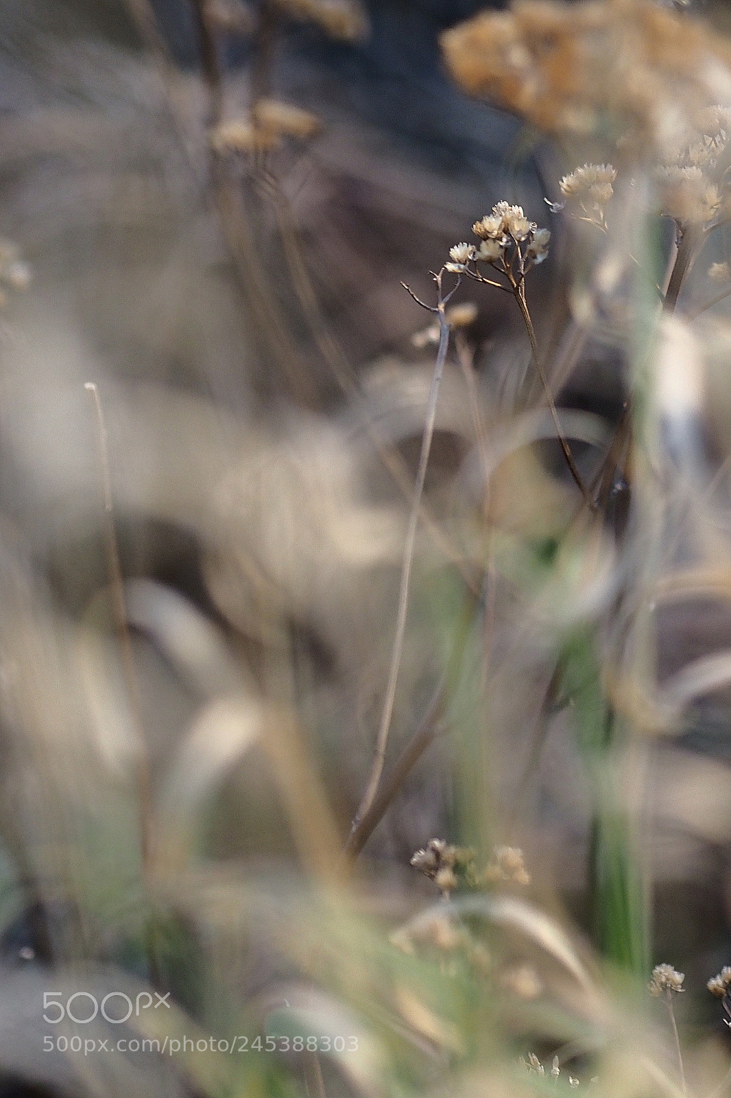 Olympus OM-D E-M1 Mark II sample photo. Imperfect photography