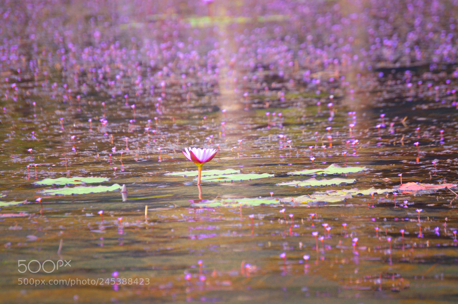 Nikon D3200 sample photo. Water lily photography