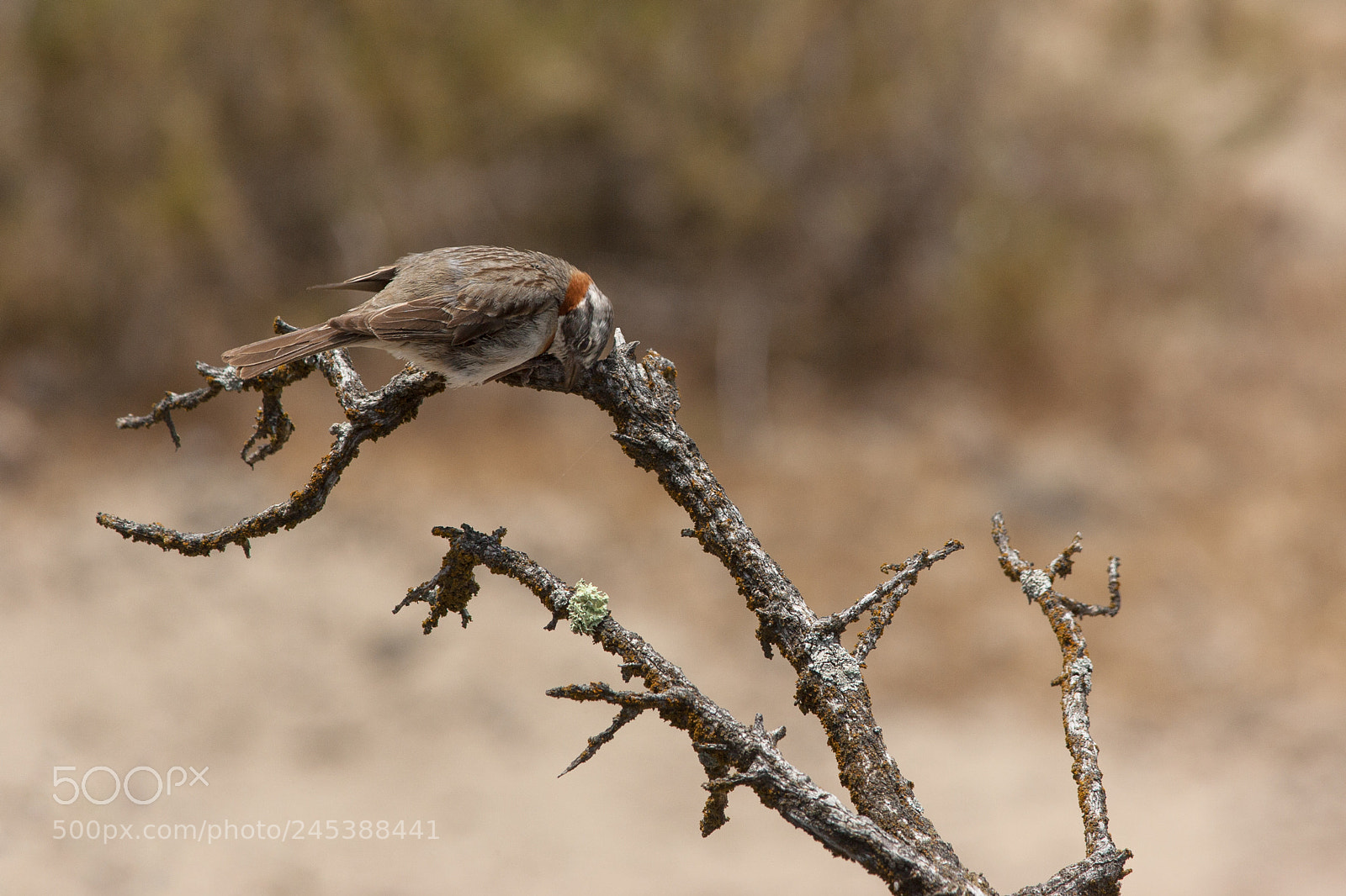 Canon EOS-1D Mark II sample photo. Scratching bird photography