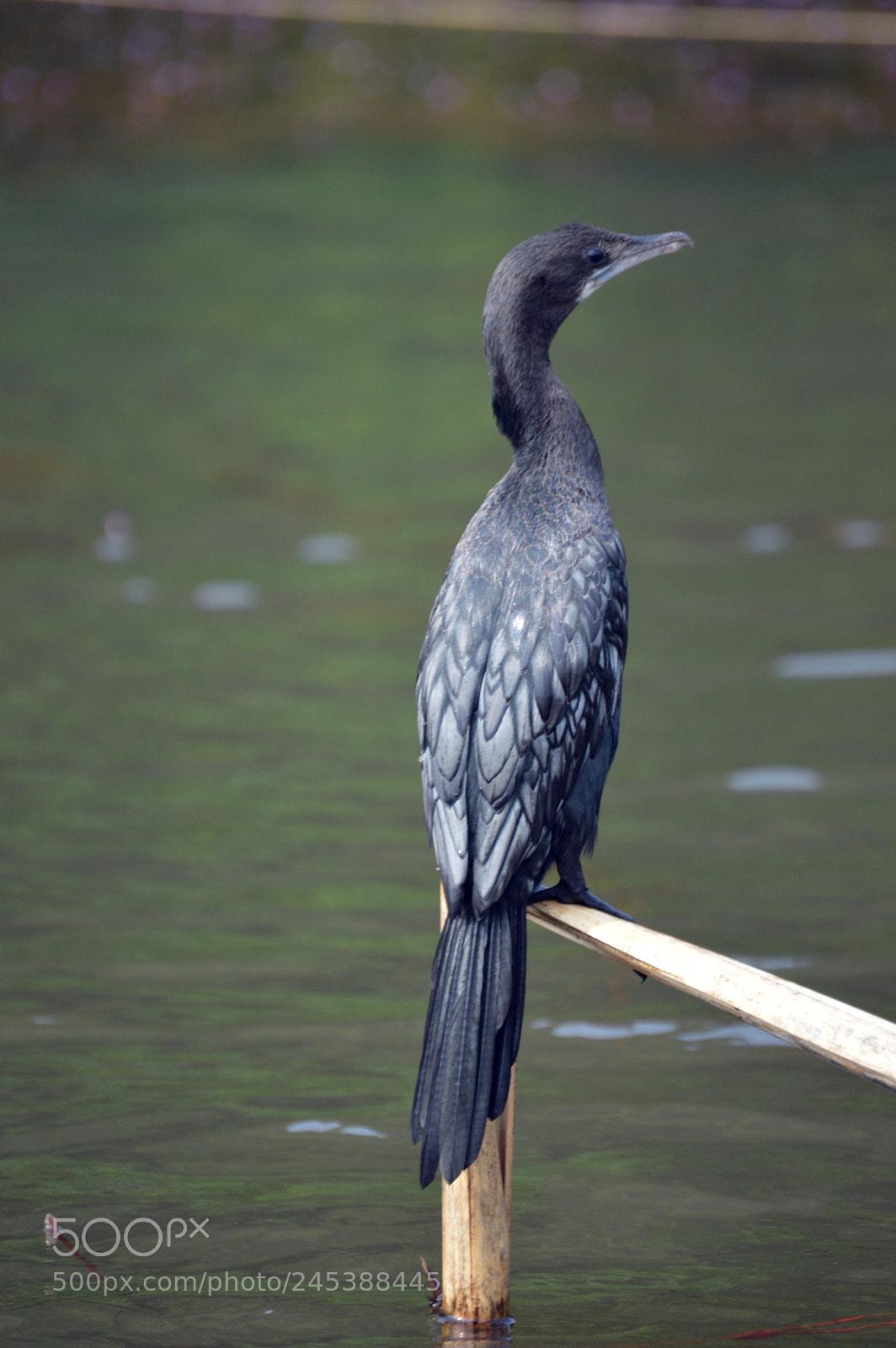 Nikon D3200 sample photo. Cormorant photography