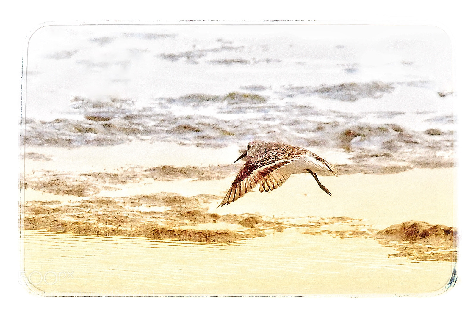 Nikon D500 sample photo. Sur île d oleron photography