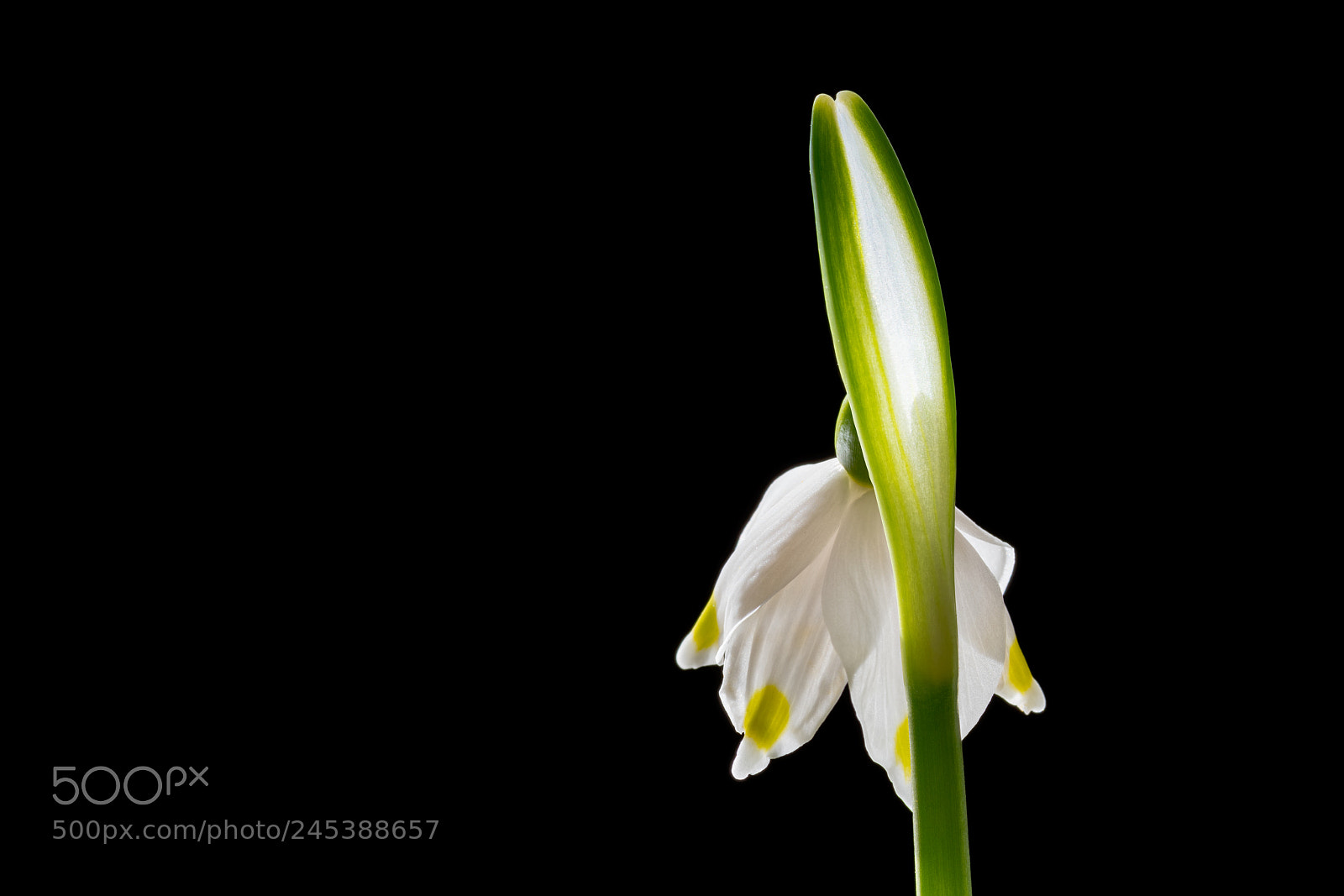 Nikon D850 sample photo. St. agnes' flower photography
