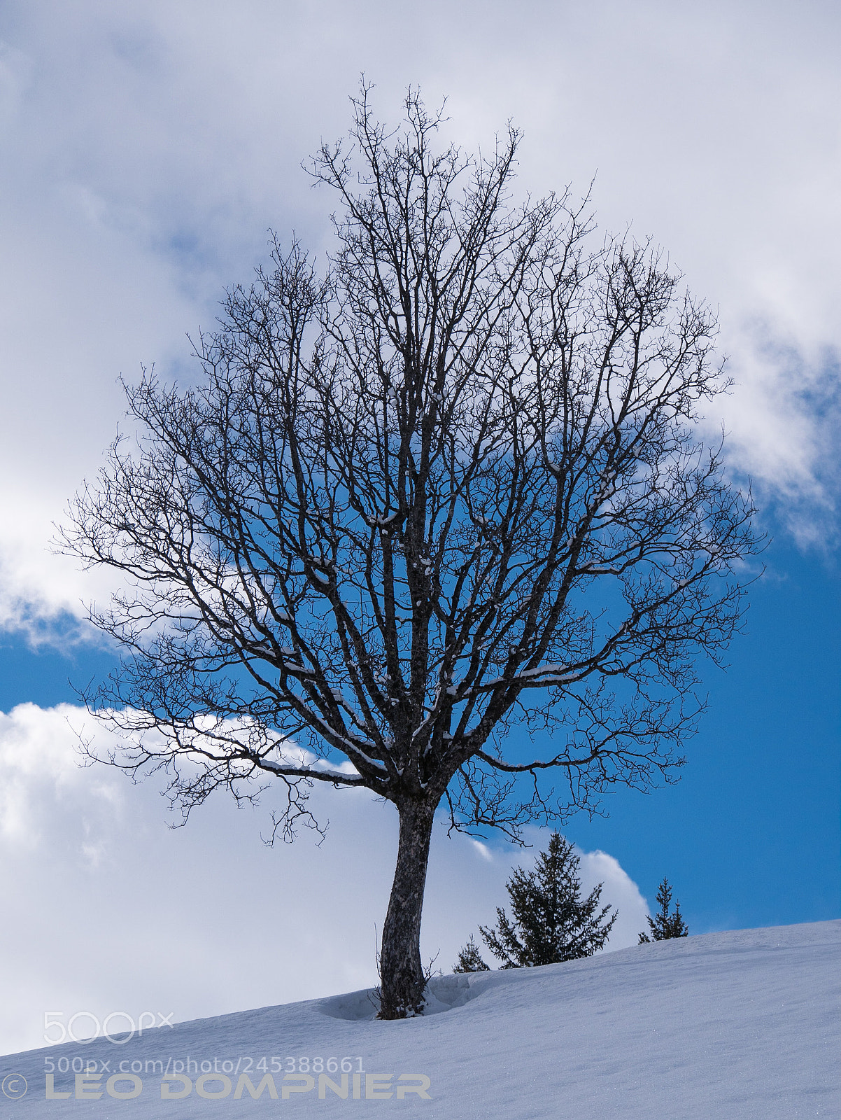 Panasonic Lumix DMC-G7 sample photo. Tout simplement un arbre photography