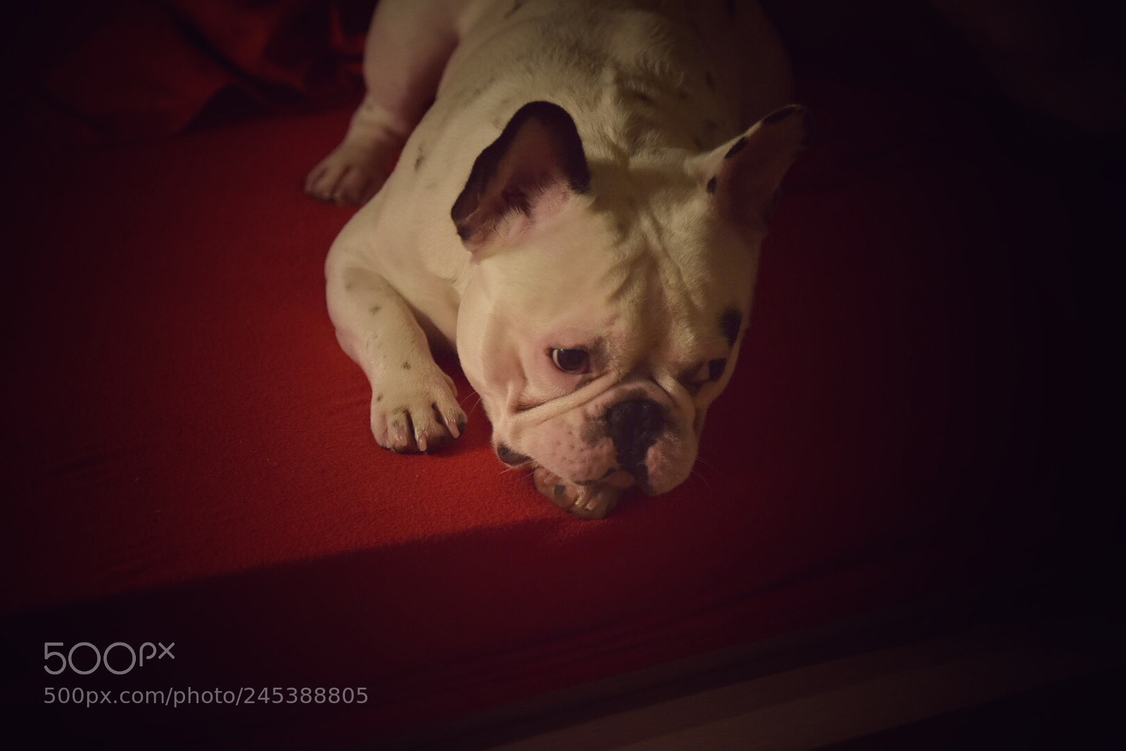Nikon D7200 sample photo. Untitled photography