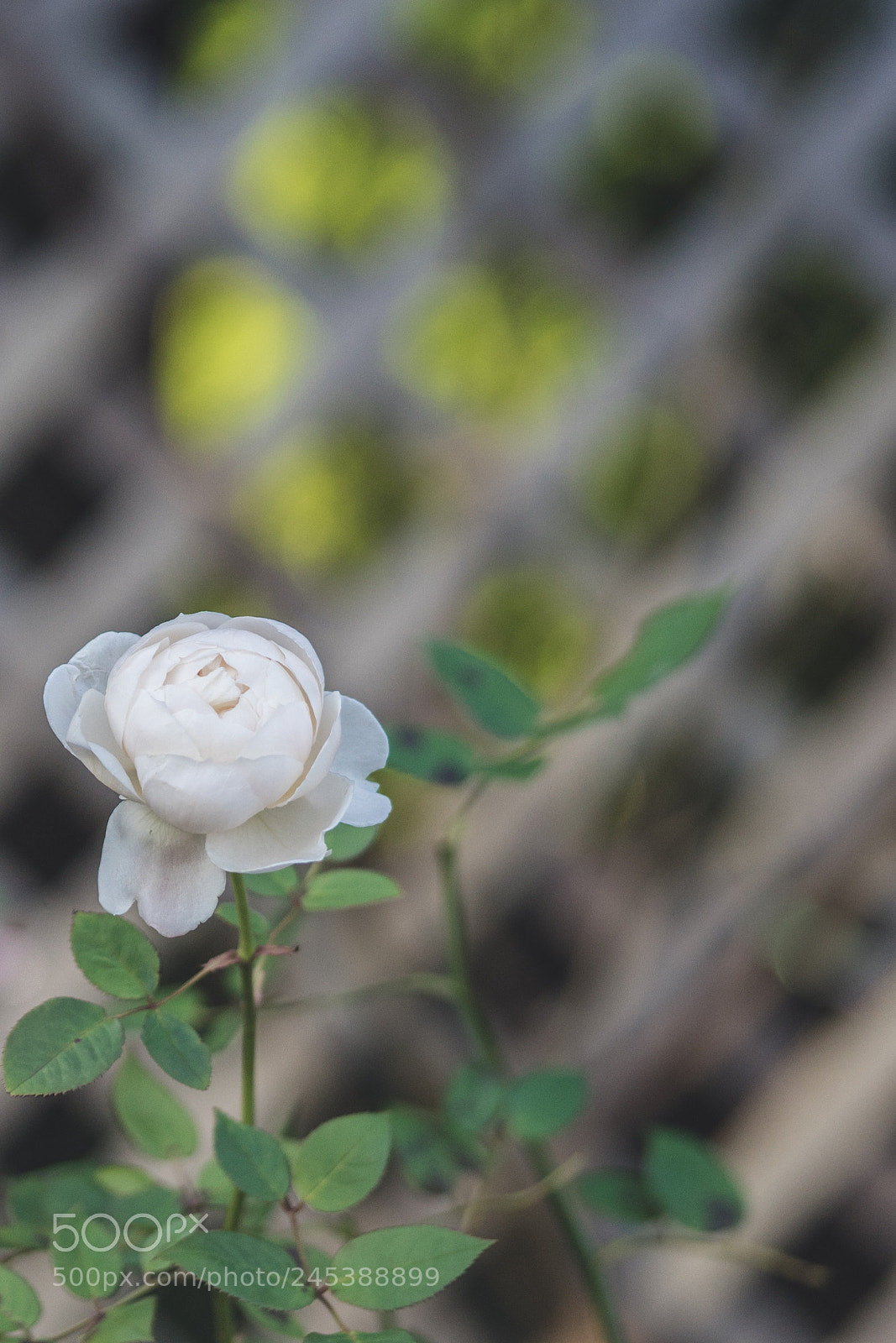 Sony a7 II sample photo. Rose photography