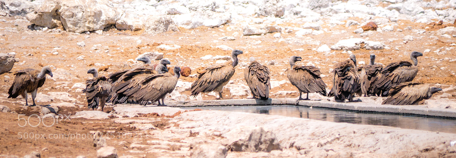 Panasonic DMC-G70 sample photo. Vultures at the waterhole photography