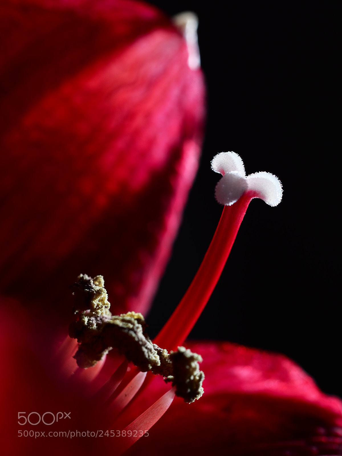 Olympus OM-D E-M1 Mark II sample photo. Amaryllis photography