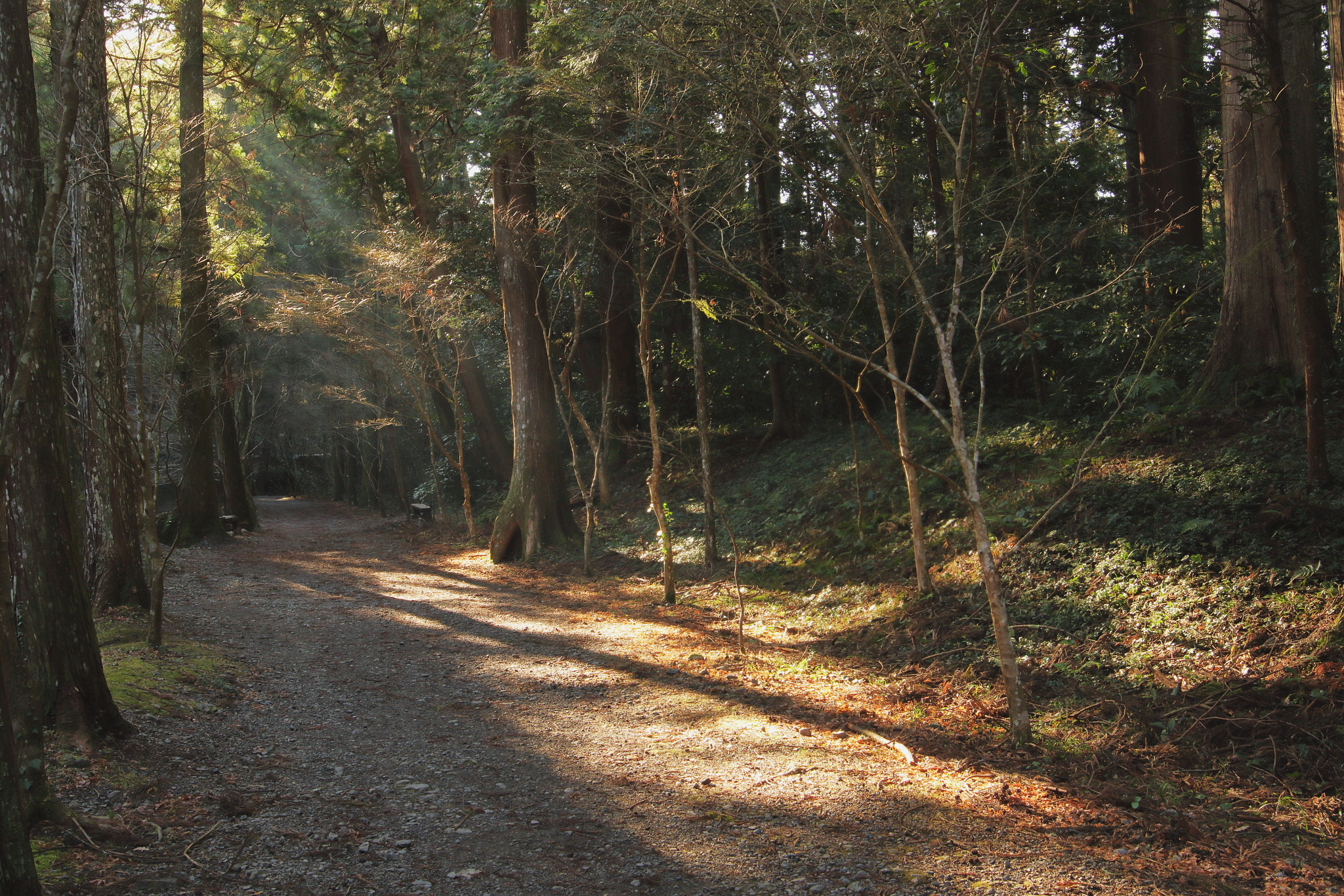 Canon EOS 7D Mark II + Sigma 24mm F1.4 DG HSM Art sample photo. ひかり。 photography