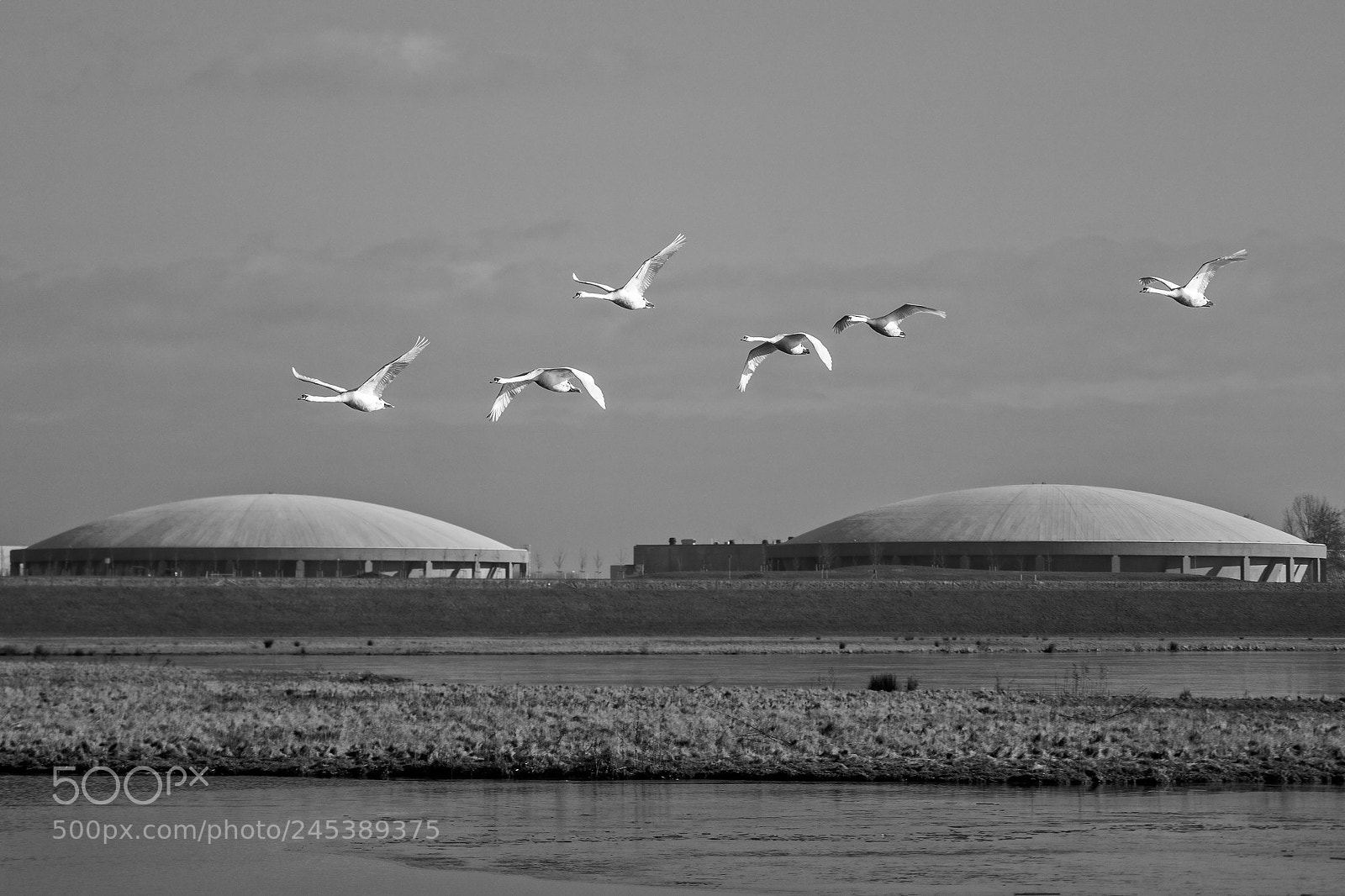 Fujifilm X-T2 sample photo. Swans photography