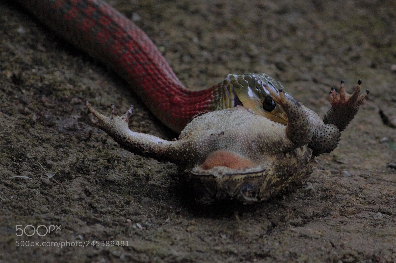 Canon EOS 60D sample photo. Living for existence !! photography