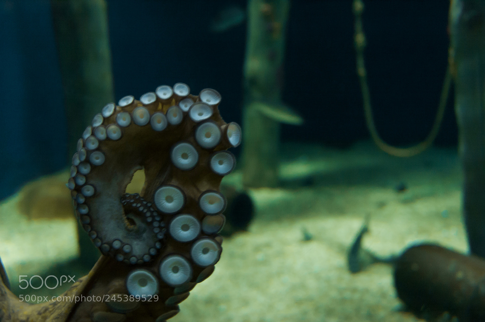 Nikon D70 sample photo. Under the sea photography