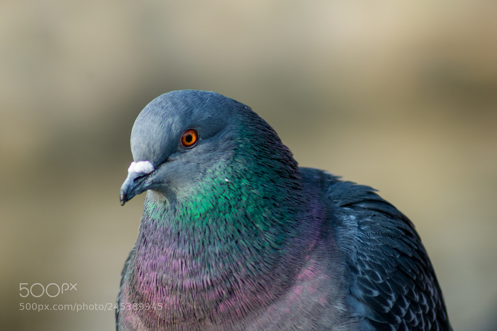 Nikon D3400 sample photo. Uno sguardo simpatico! photography