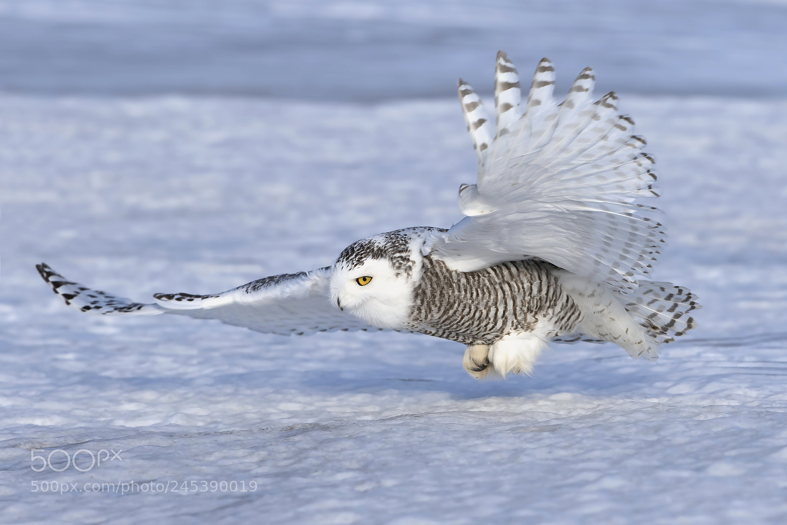 Canon EOS 7D Mark II sample photo. Snowy flight over snow photography