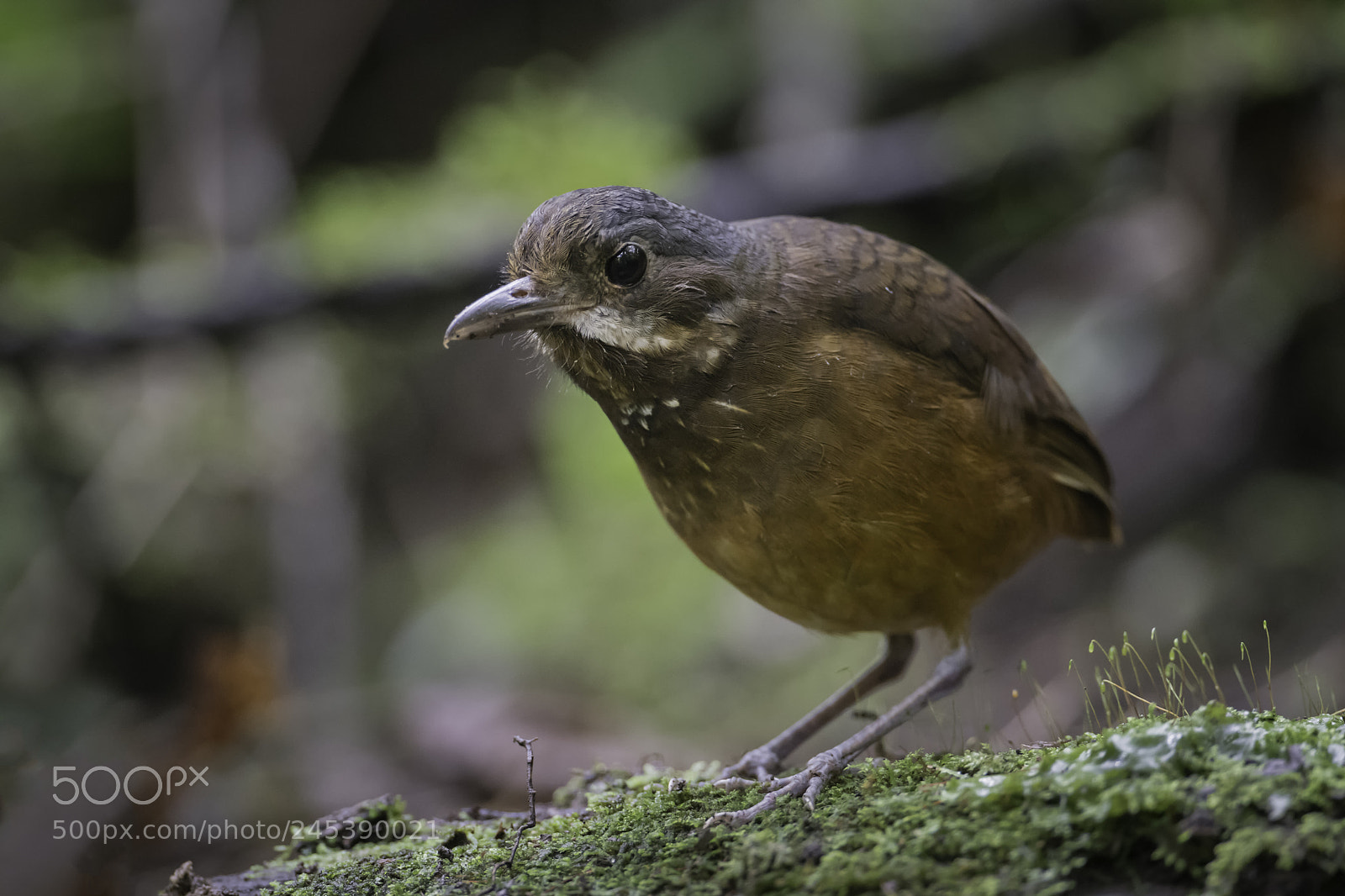 Nikon D850 sample photo. Moustached antpitta photography