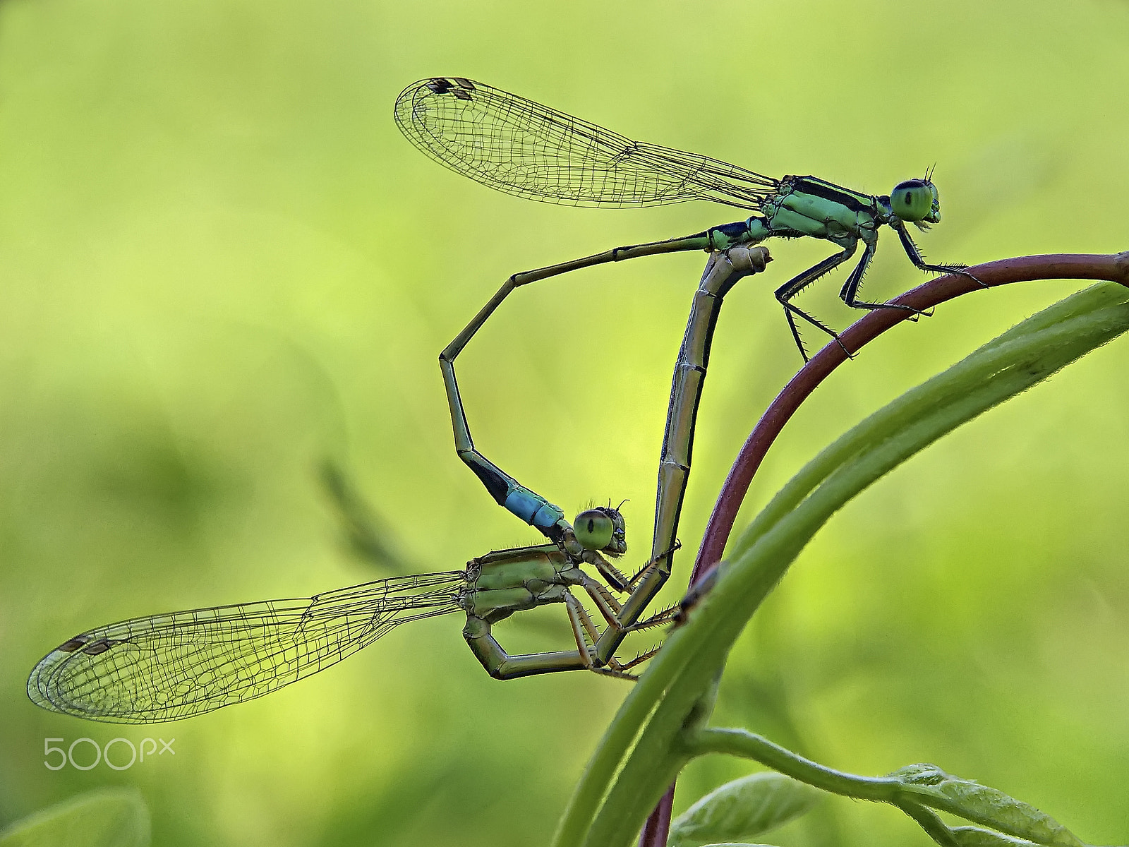 ASUS Z012DB sample photo. Mating damselfly. photography