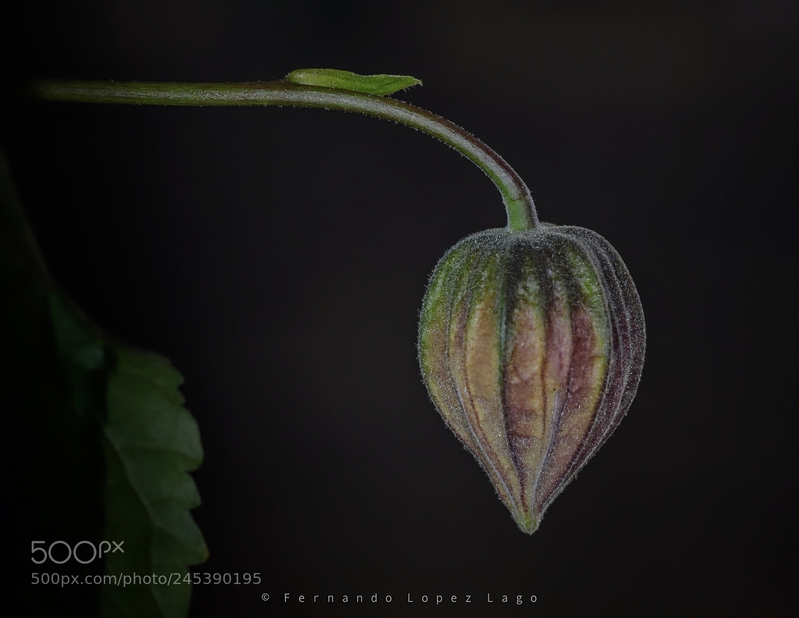 Nikon D7200 sample photo. Abutilon bud photography
