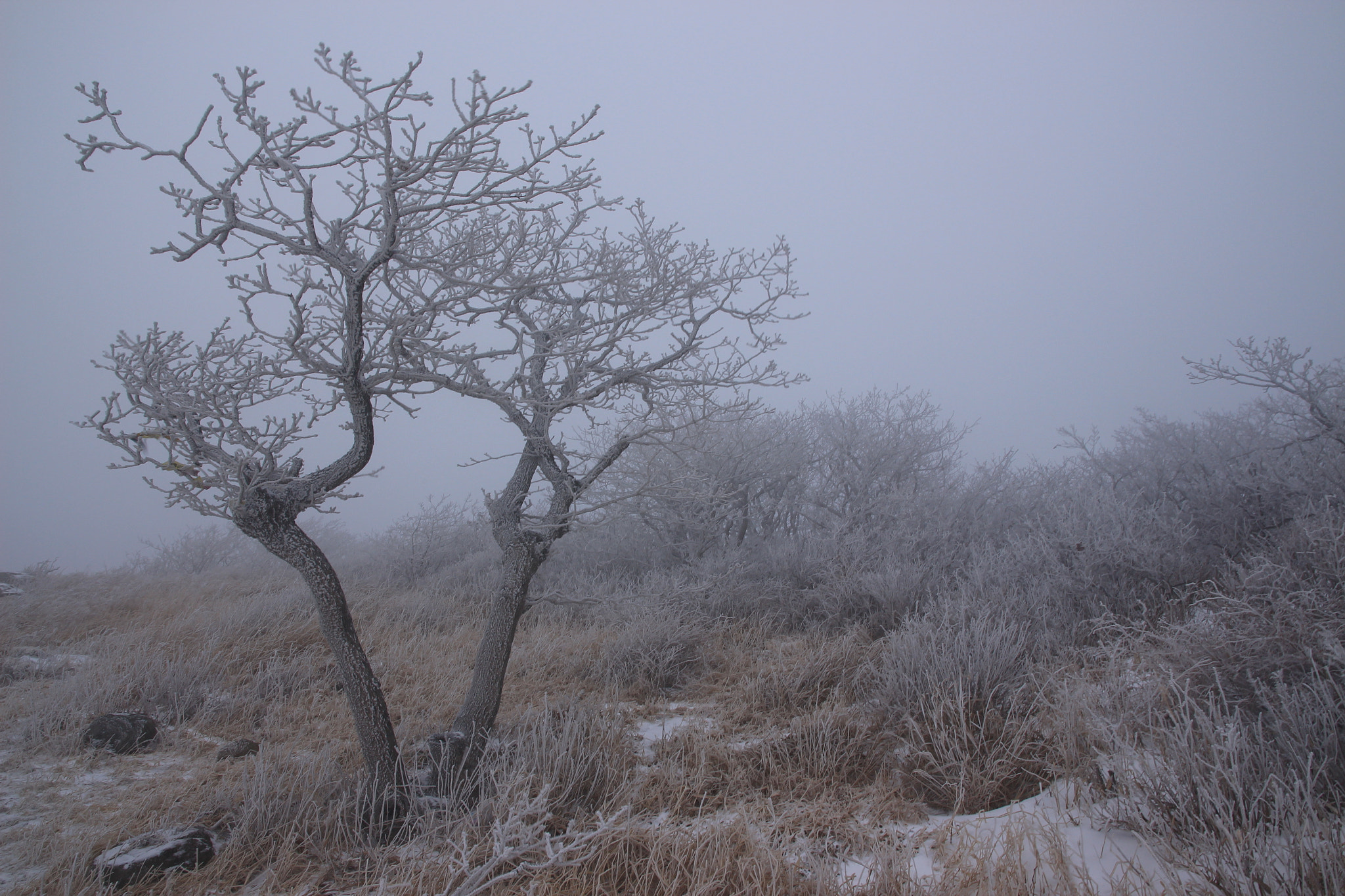 Canon EOS 650D (EOS Rebel T4i / EOS Kiss X6i) sample photo. Hoarfrost on the tree photography