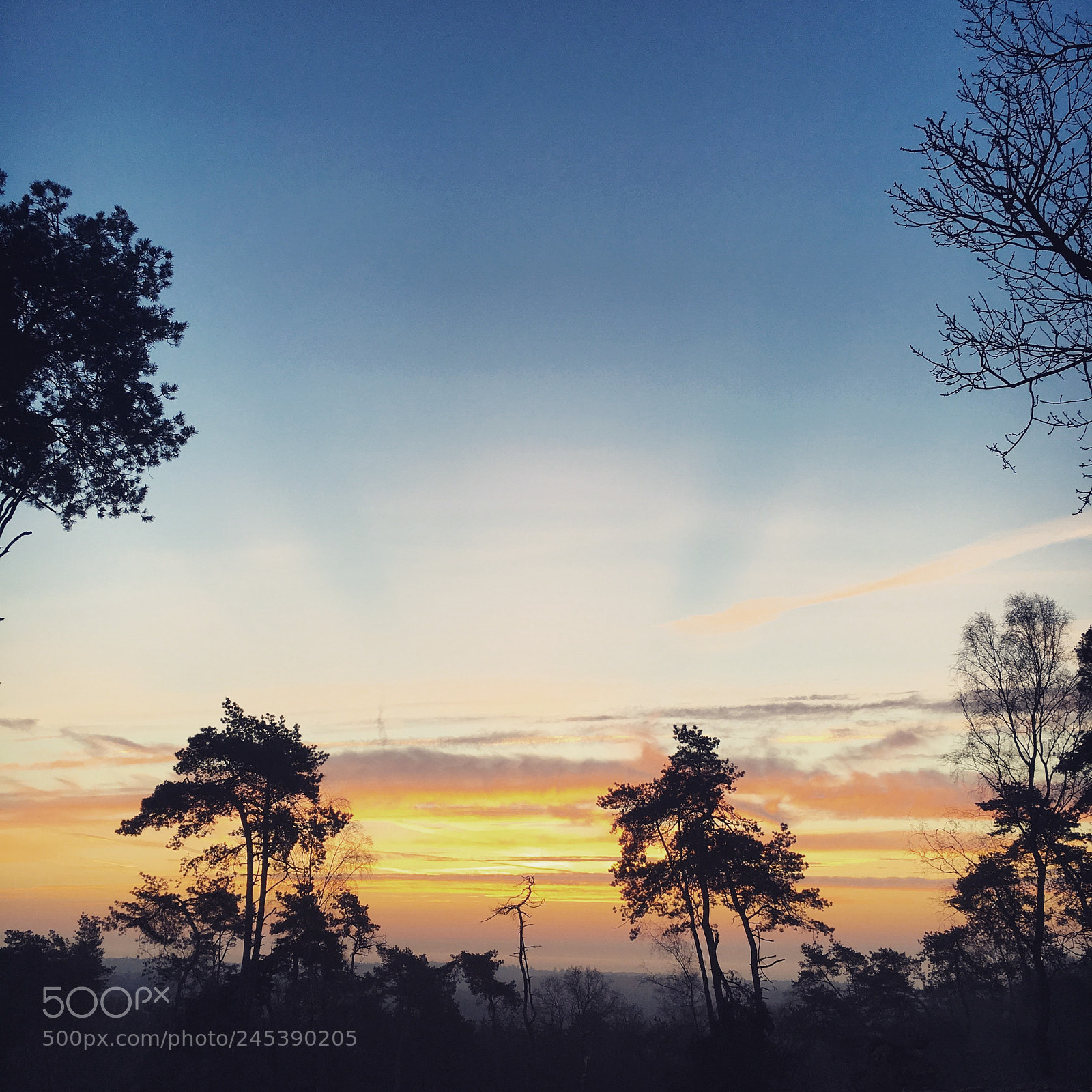 Apple iPhone 6s sample photo. Gooooodmorning holland photography