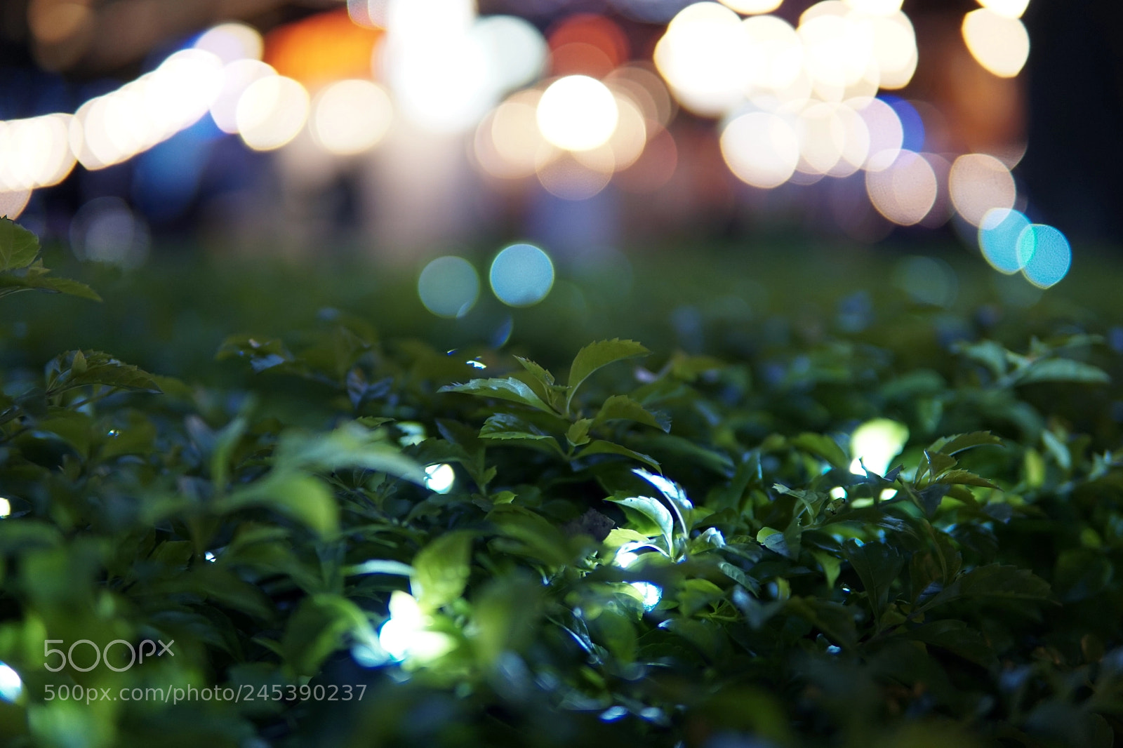 Sony a6300 sample photo. * * * photography