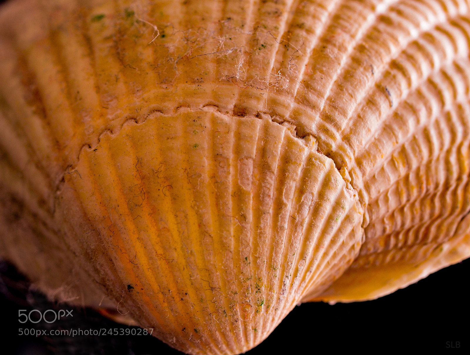 Nikon D5200 sample photo. Shell macro photography