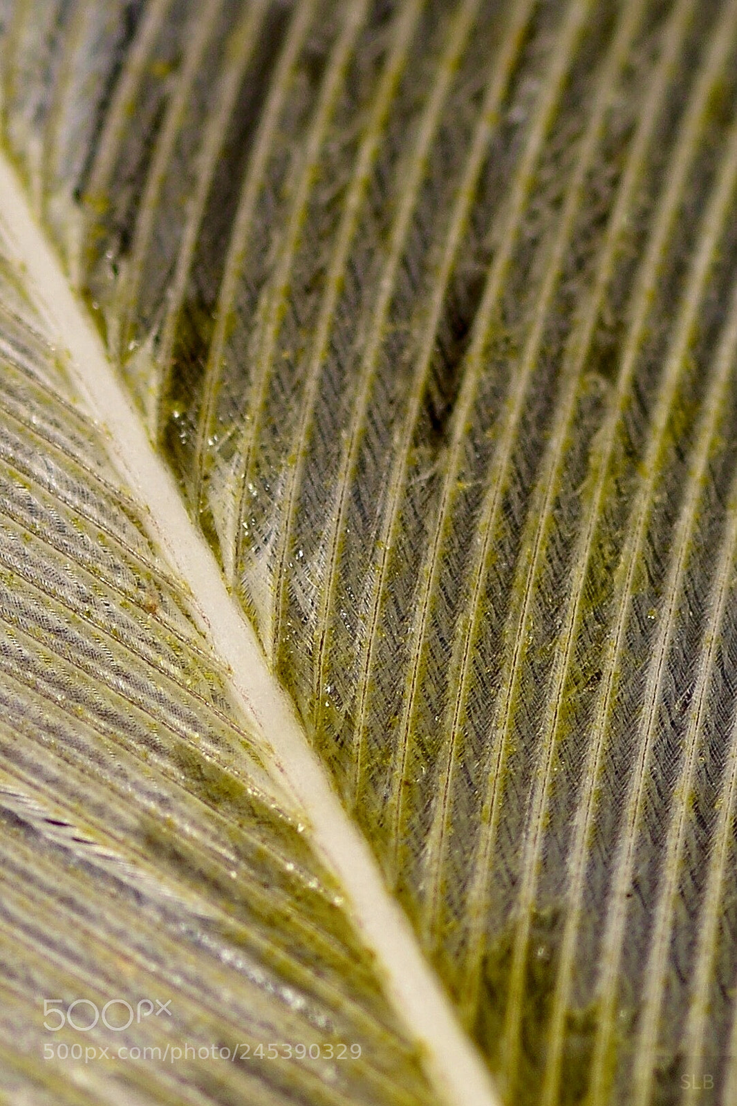 Nikon D5200 sample photo. Just a feather photography