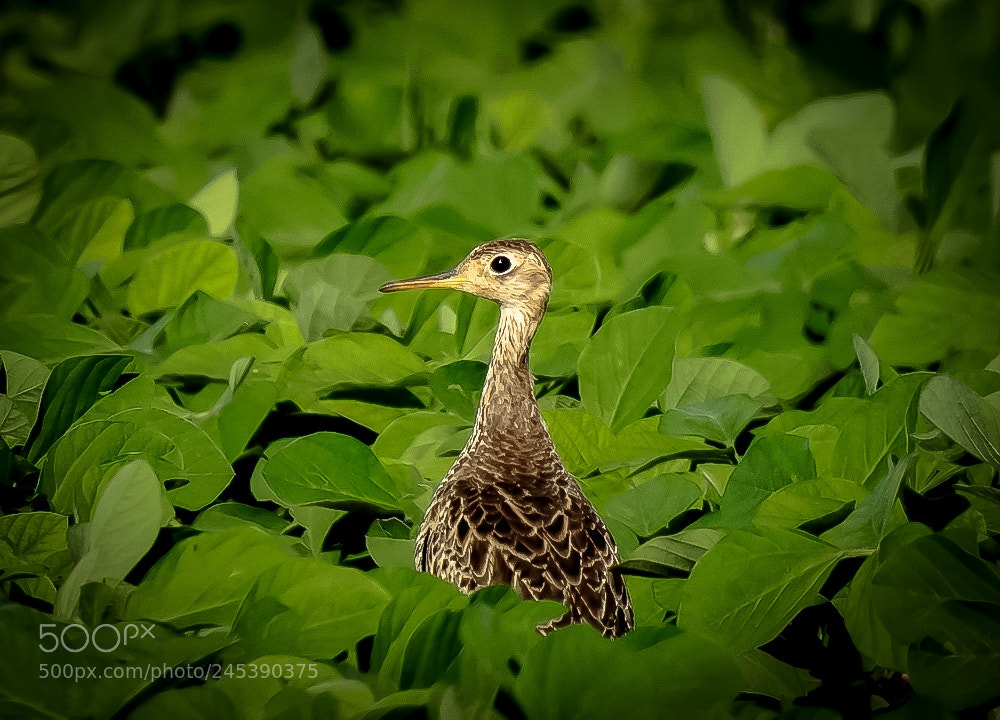Nikon Coolpix P900 sample photo. Upland sandpiper bartramia longicauda photography