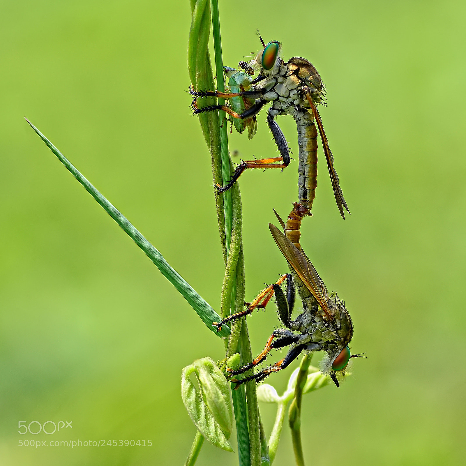 Nikon D7100 sample photo. Mating robberflies. photography