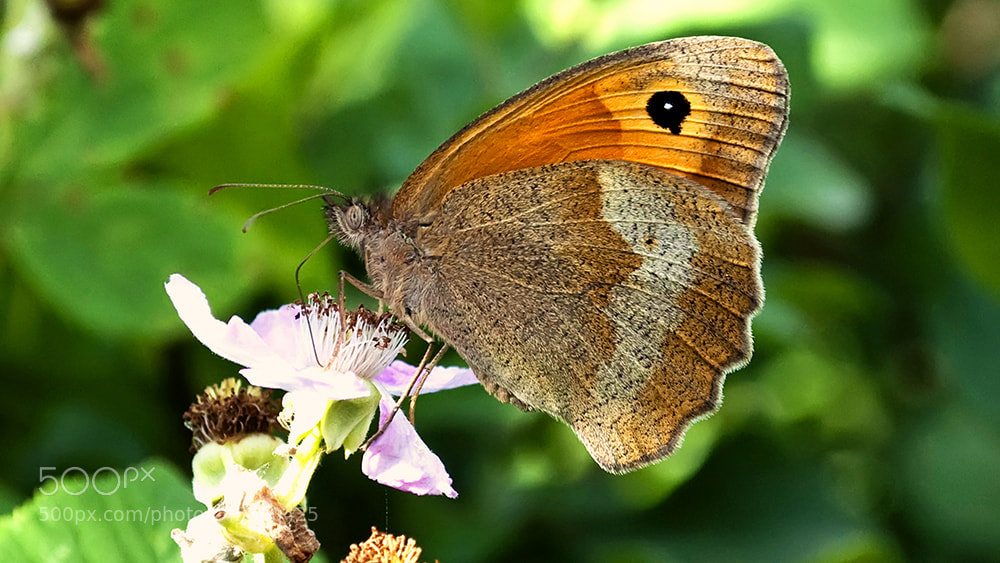 Nikon D5000 sample photo. Butterfly at work photography