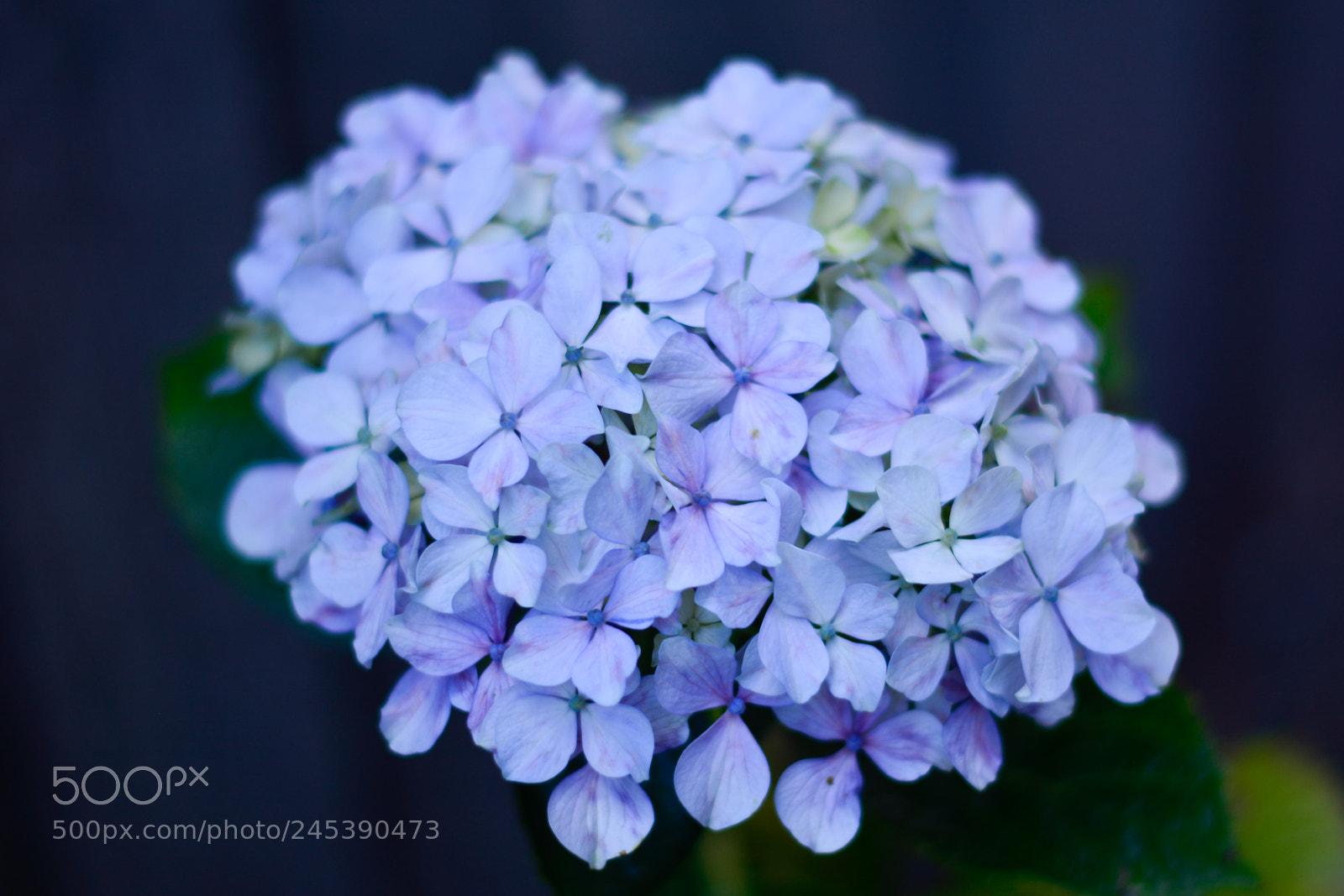Nikon D7100 sample photo. Violet photography