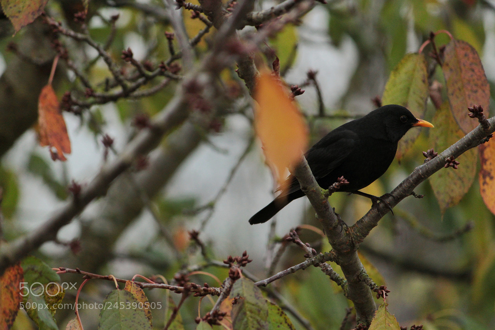 Canon EOS 500D (EOS Rebel T1i / EOS Kiss X3) sample photo. Die amsel im kirschbaum photography