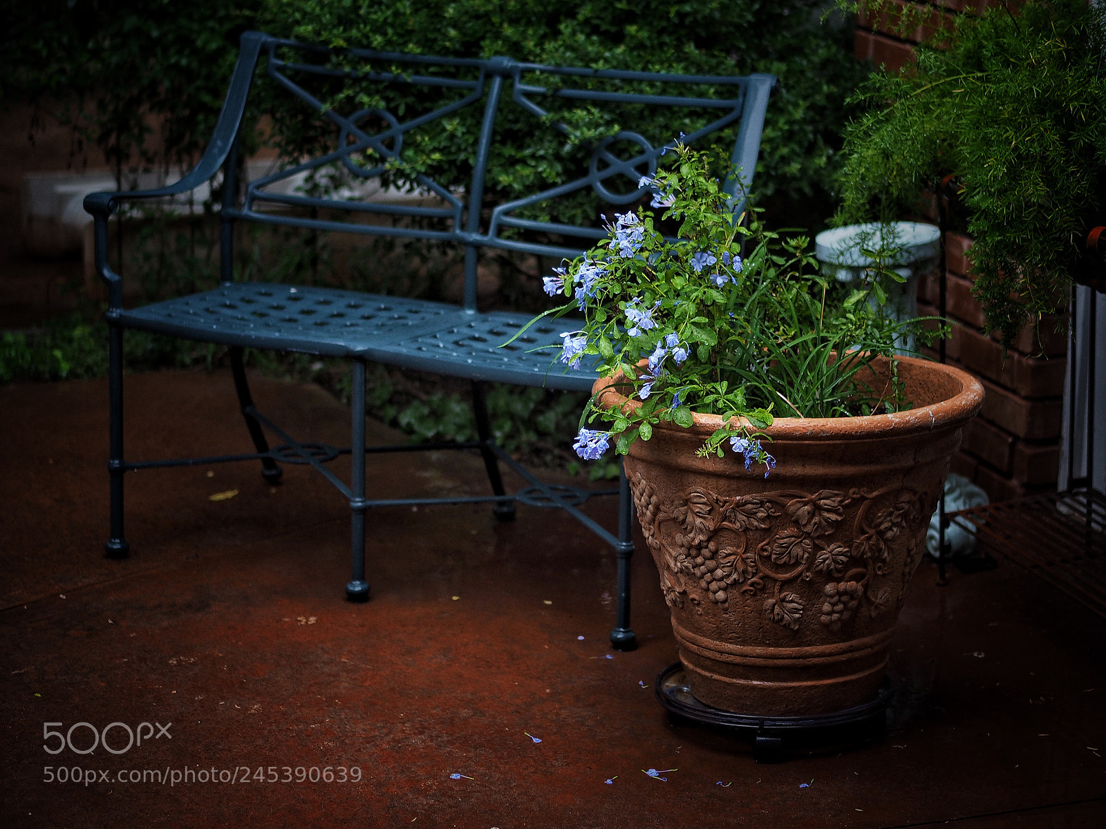 Olympus PEN E-P5 sample photo. My patio photography