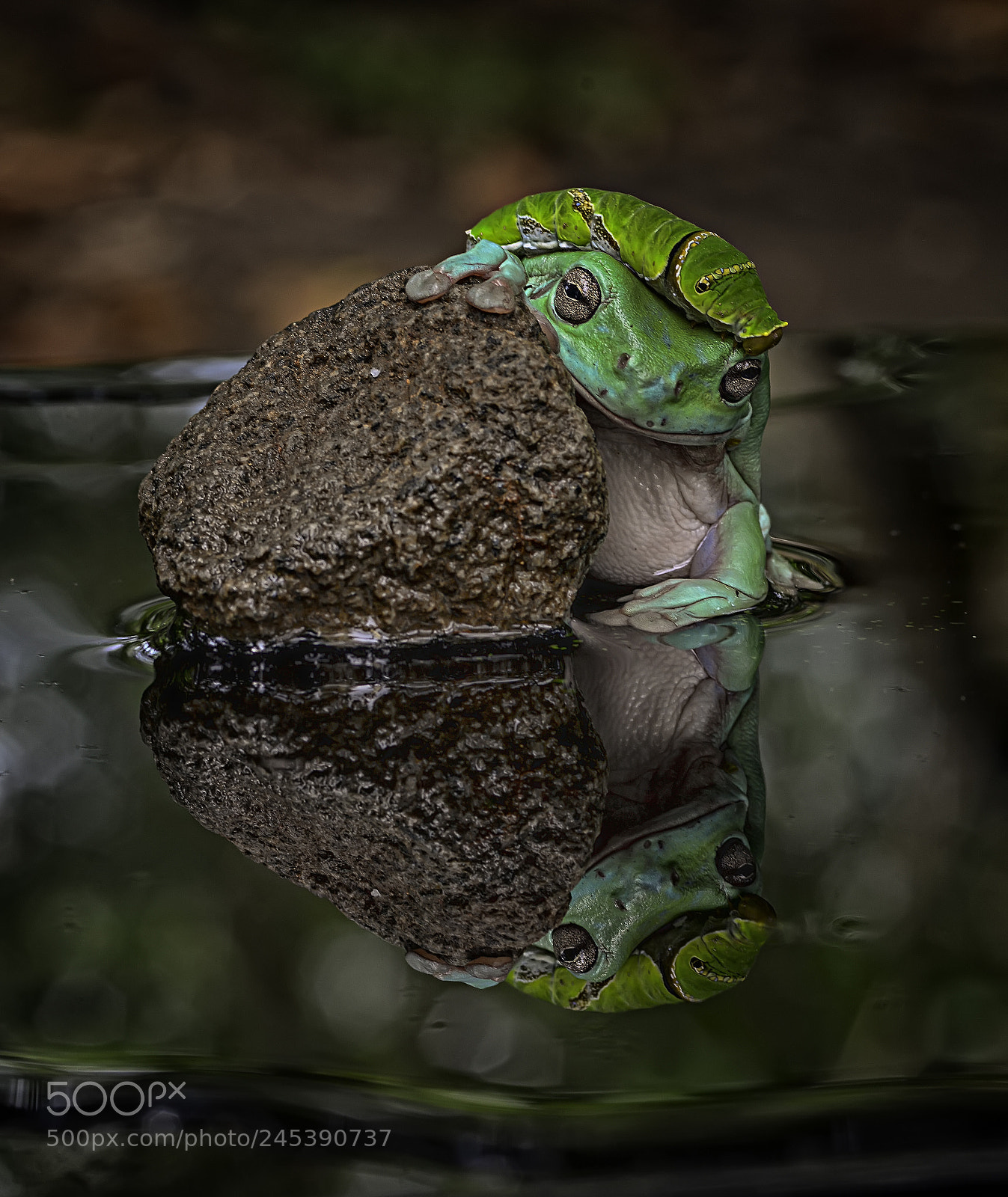 Nikon D7100 sample photo. Sleepy. photography