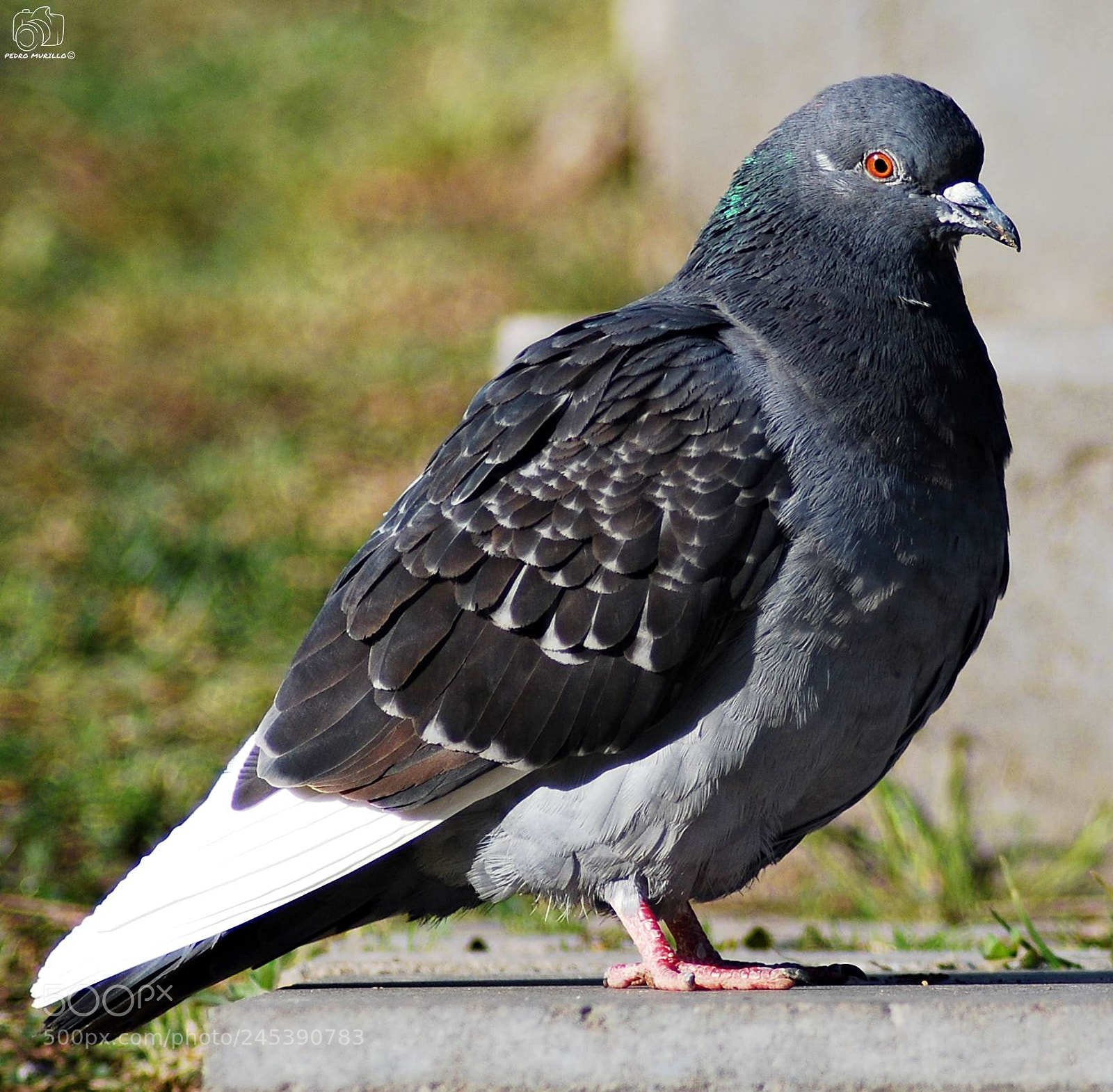 Nikon D60 sample photo. Untitled photography