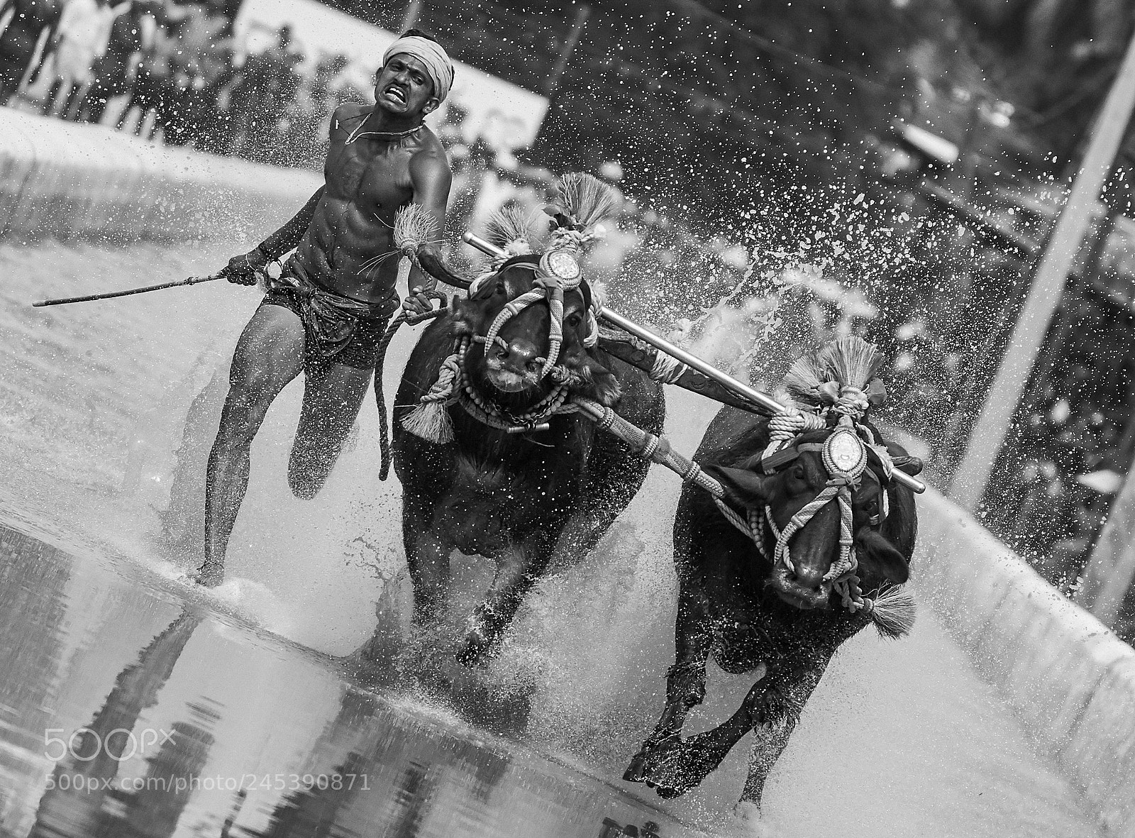 Sony a7S sample photo. Kambala mangaluru photography