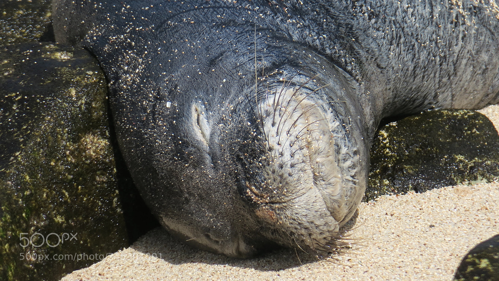 Canon PowerShot G3 X sample photo. Hawaii monk seal photography