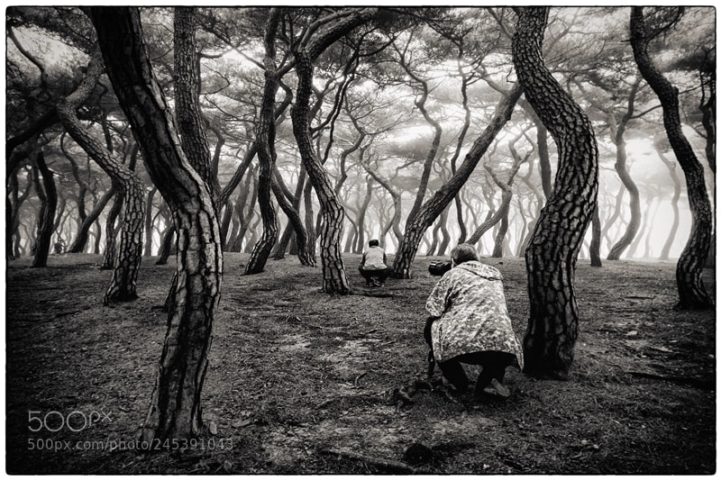 Fujifilm X-Pro1 sample photo. Photographers in the pine photography