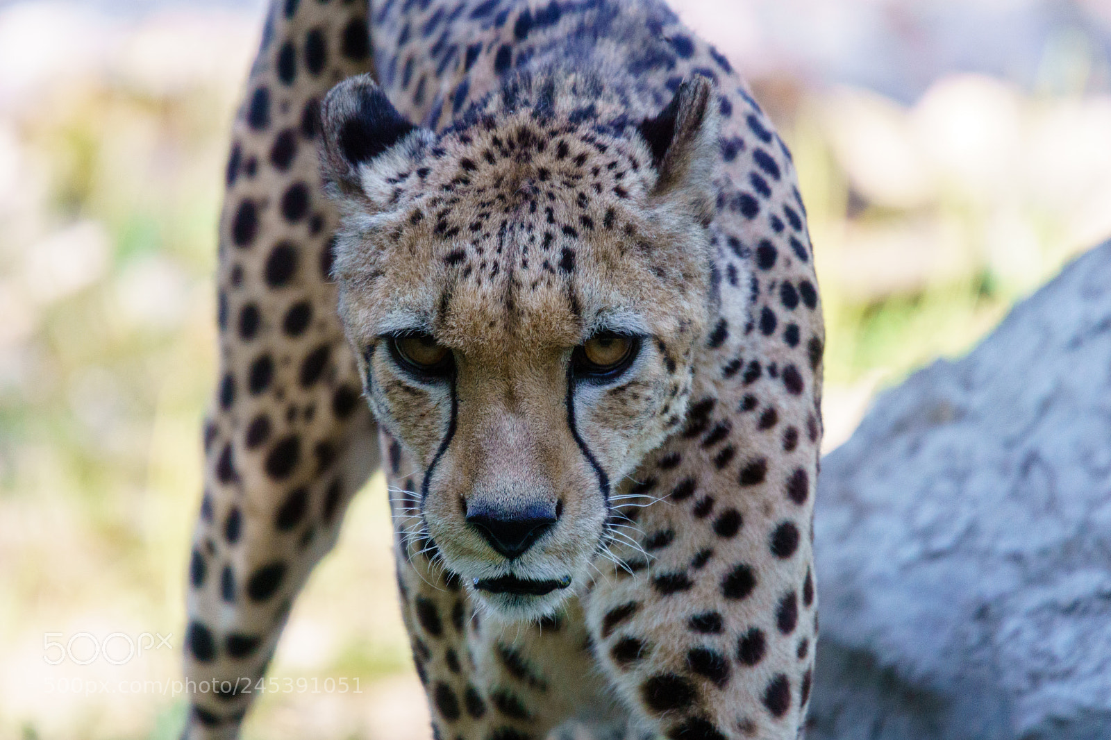 Sony ILCA-77M2 sample photo. Cheetah @ zoo schmiding photography