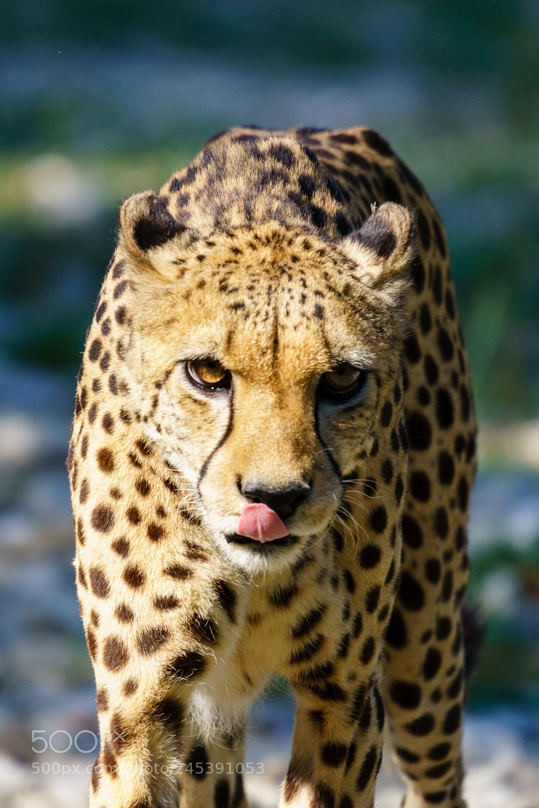 Sony ILCA-77M2 sample photo. Cheetah @ zoo schmiding photography