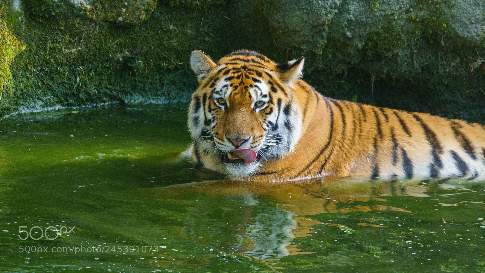 Sony ILCA-77M2 sample photo. Tiger @ zoo schmiding photography
