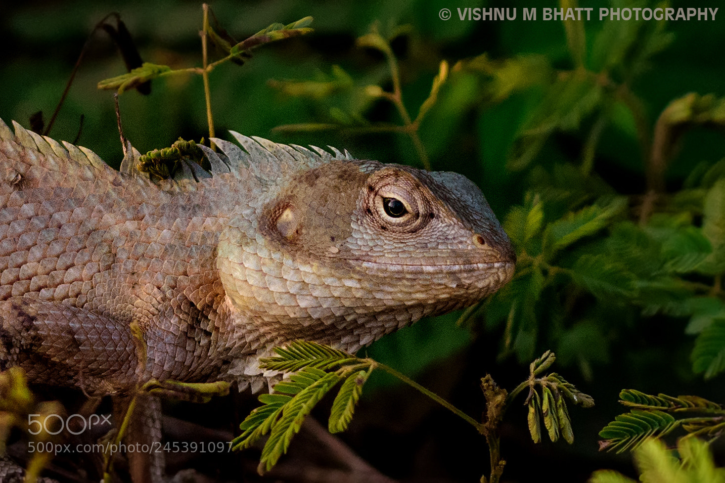 Nikon D810 sample photo. Chameleon photography