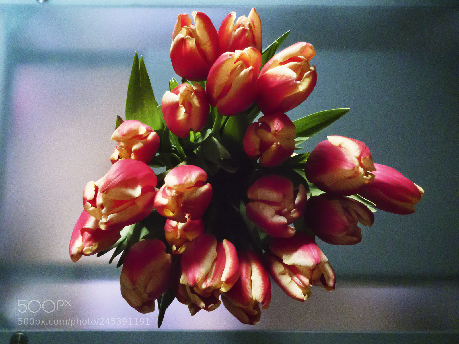 Panasonic Lumix DC-ZS70 (Lumix DC-TZ90) sample photo. Odi i fior parlar photography