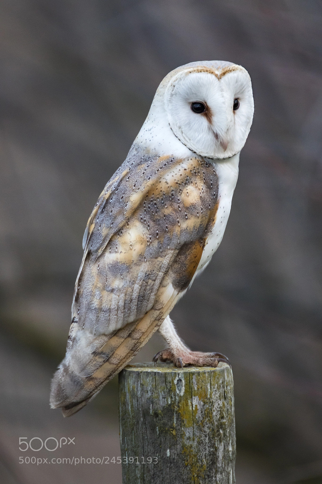 Canon EOS 7D Mark II sample photo. Tyto alba photography