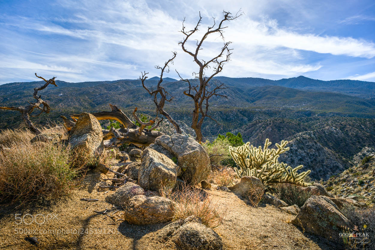 Sony a7R II sample photo. Dry wood photography