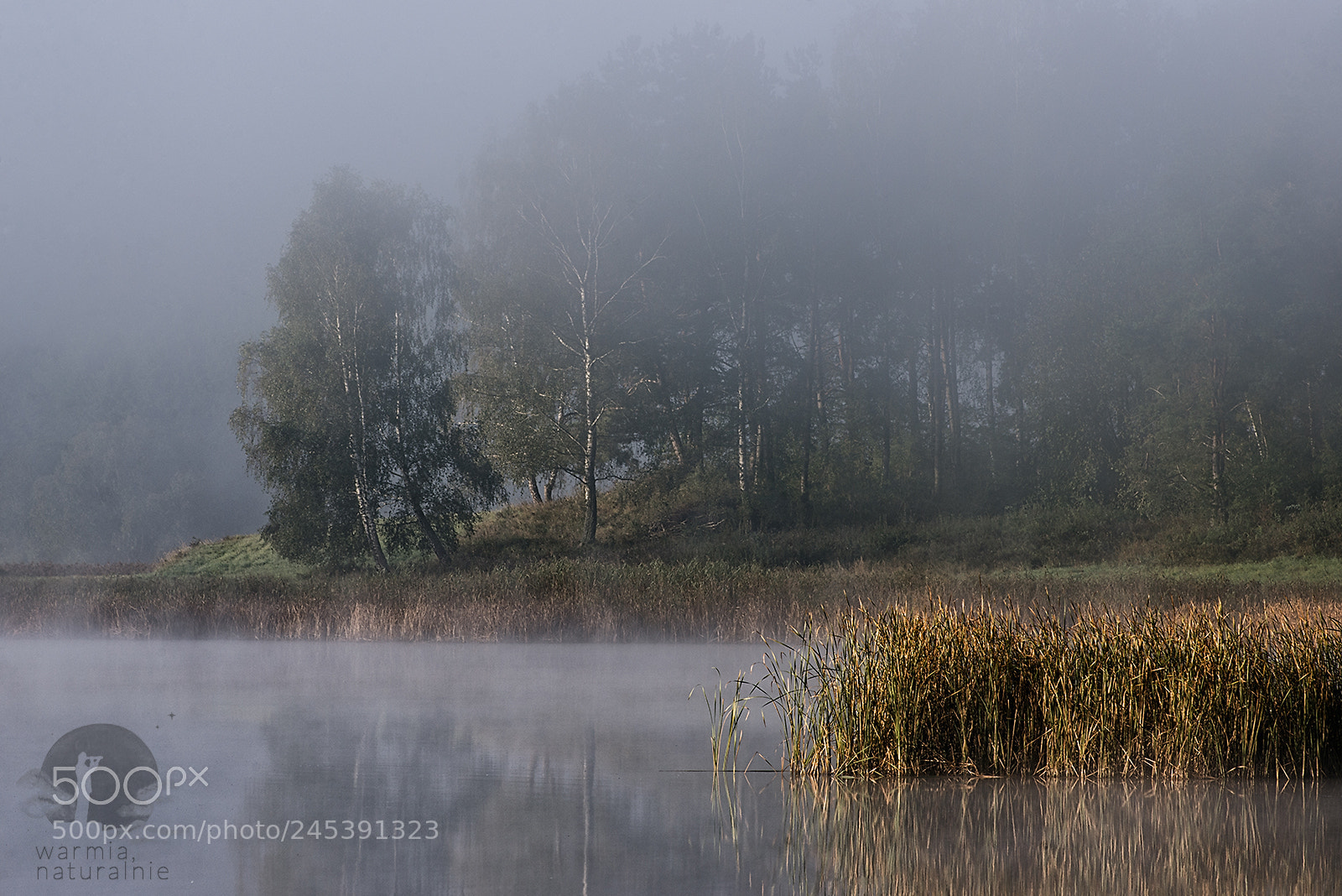 Nikon D610 sample photo. Misty day in autumn photography