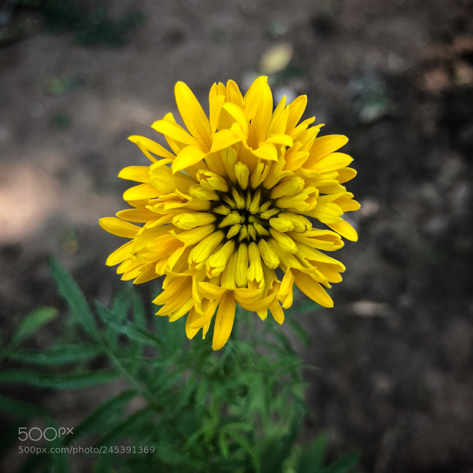 Apple iPhone 8 Plus sample photo. Little yellow flower photography