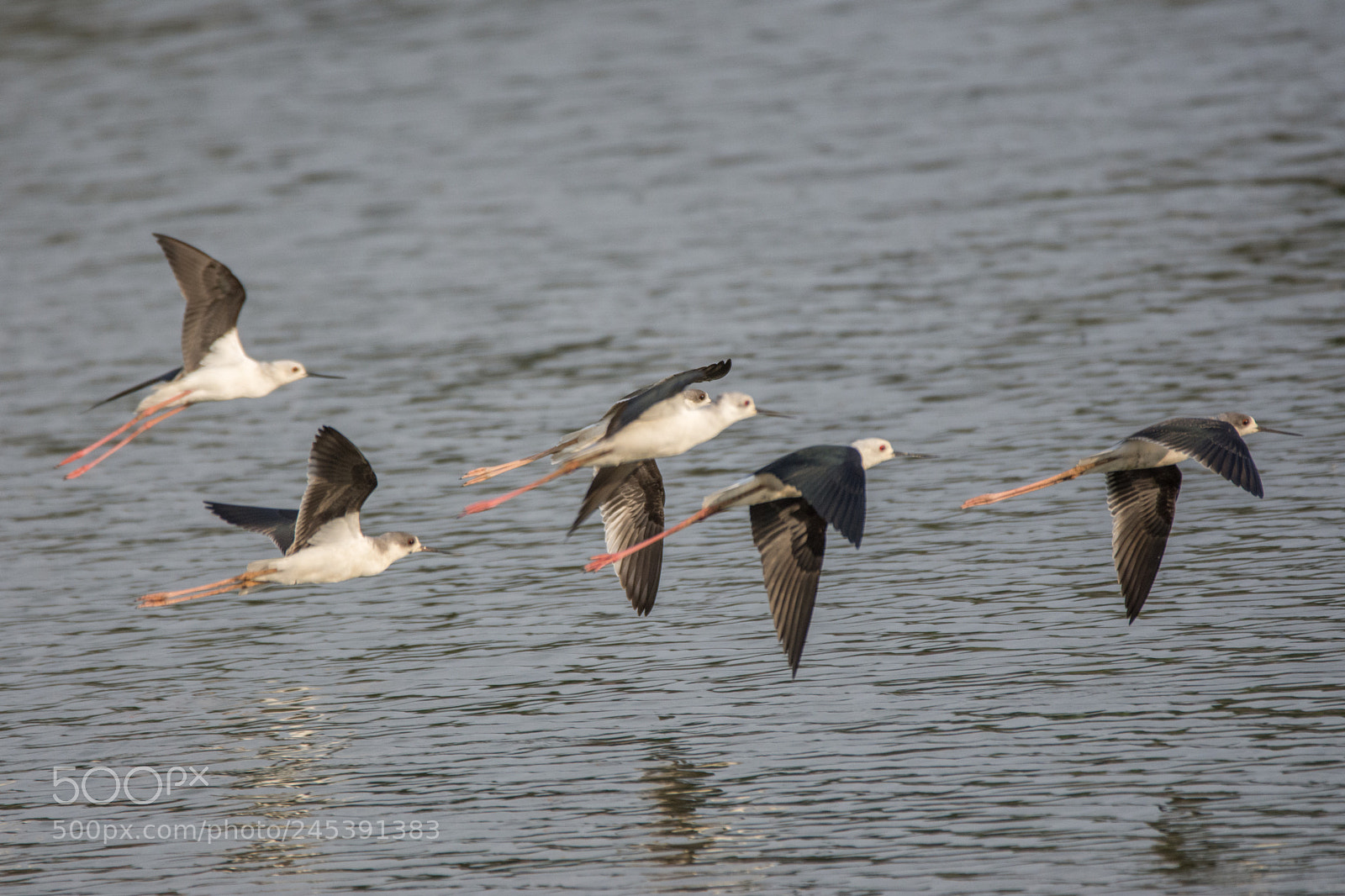 Nikon D7200 sample photo. Black winged stilts (dsc_4207) photography