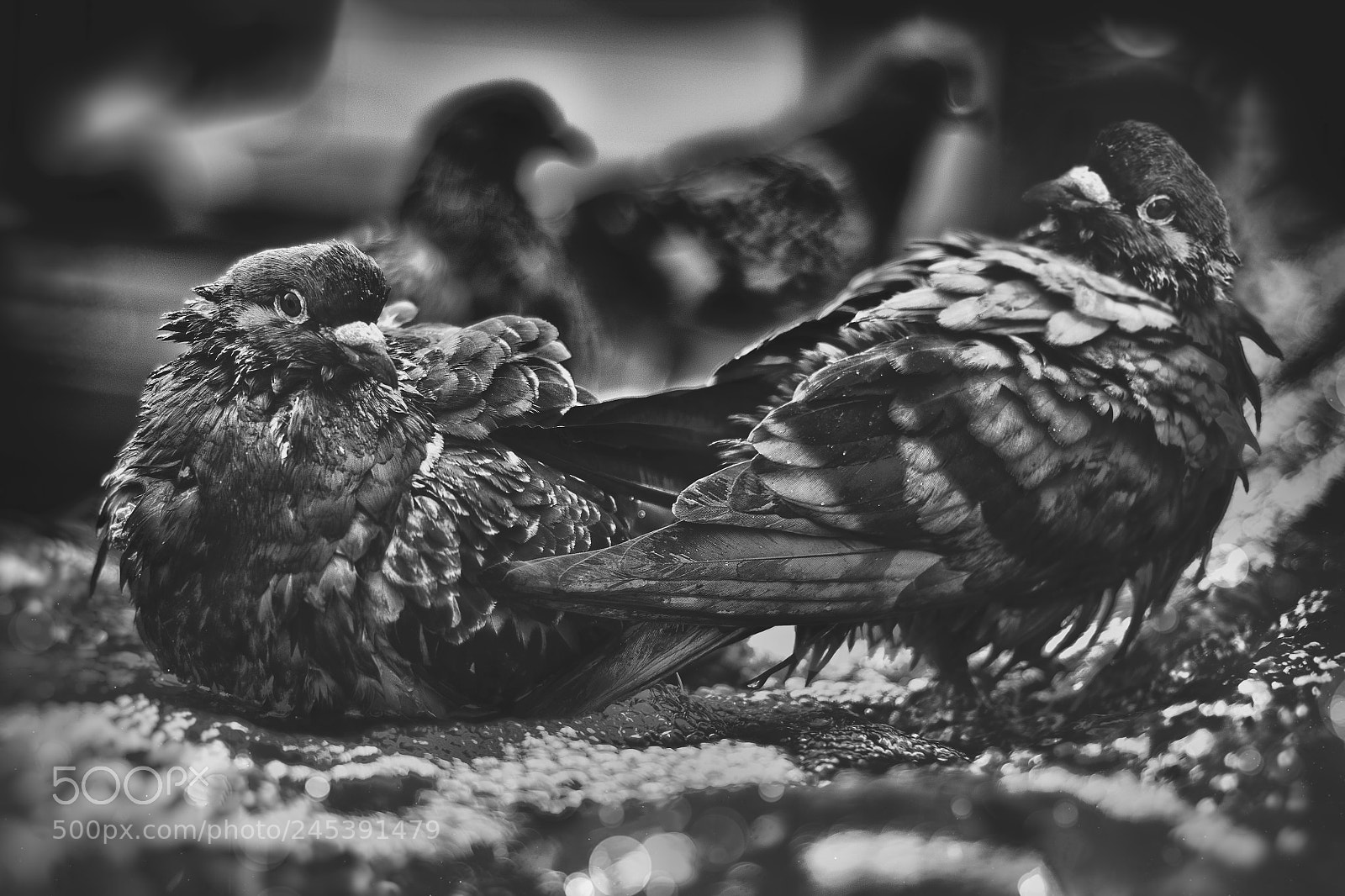 Nikon D5100 sample photo. Ruffling some feathers photography